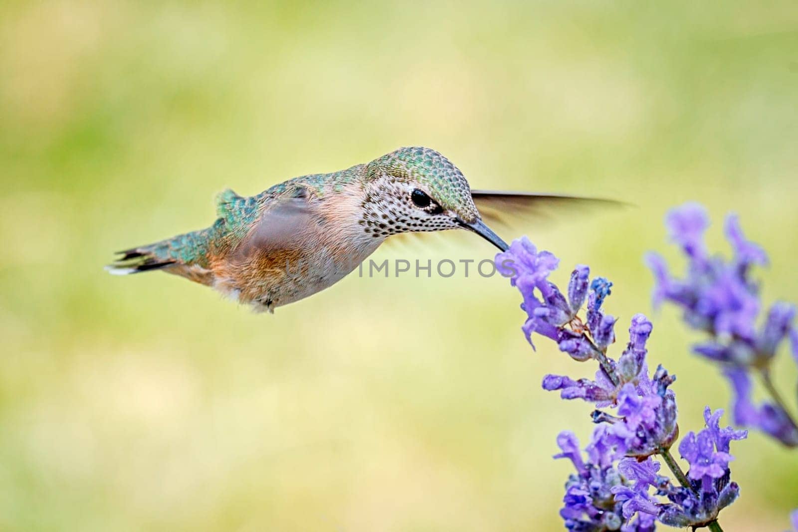 A female calliope hummingbird, selasphorus calliope, drinks the nectar from a lavendar flower.