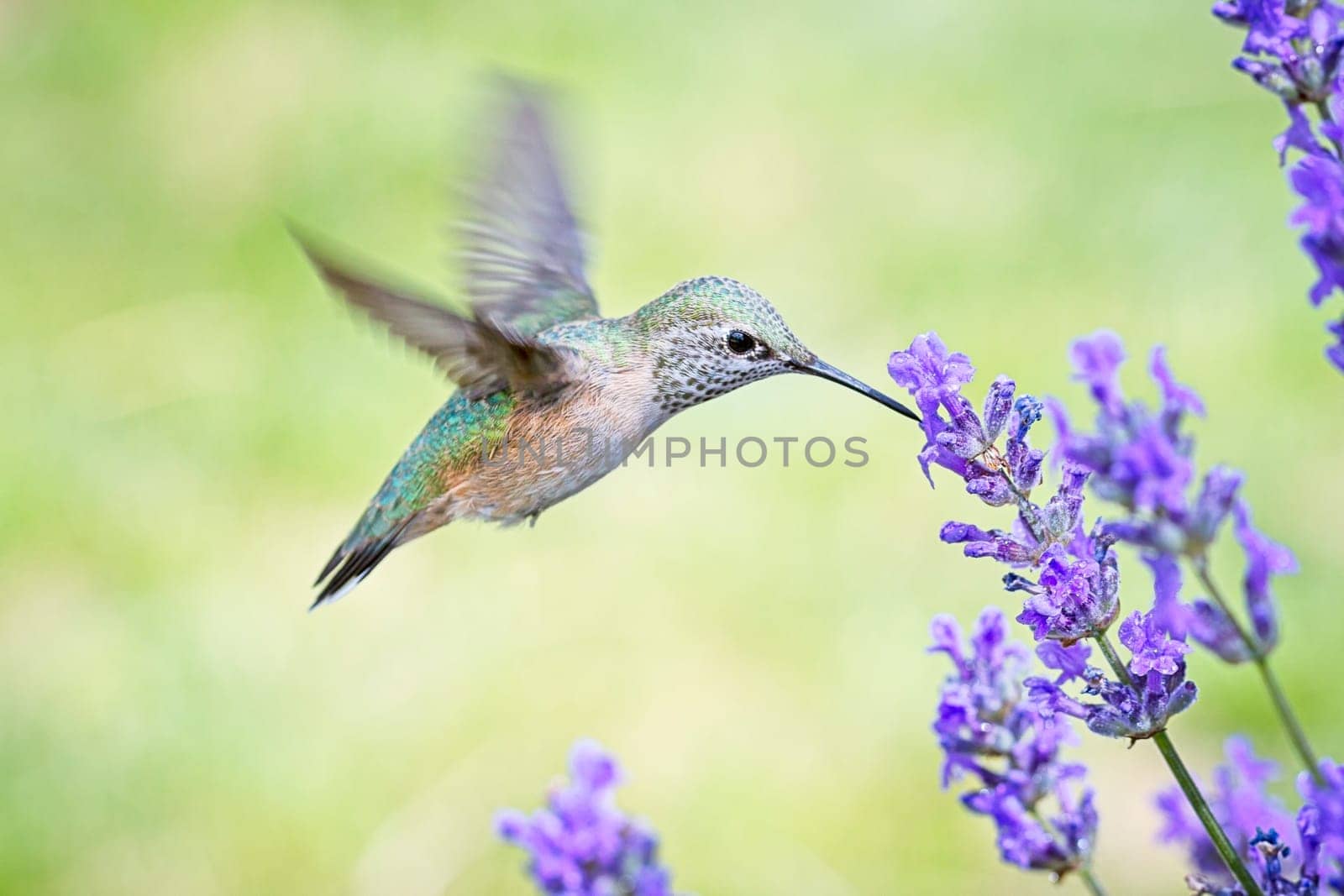A female calliope hummingbird, selasphorus calliope, starts to drink the nectar from a lavendar flower.