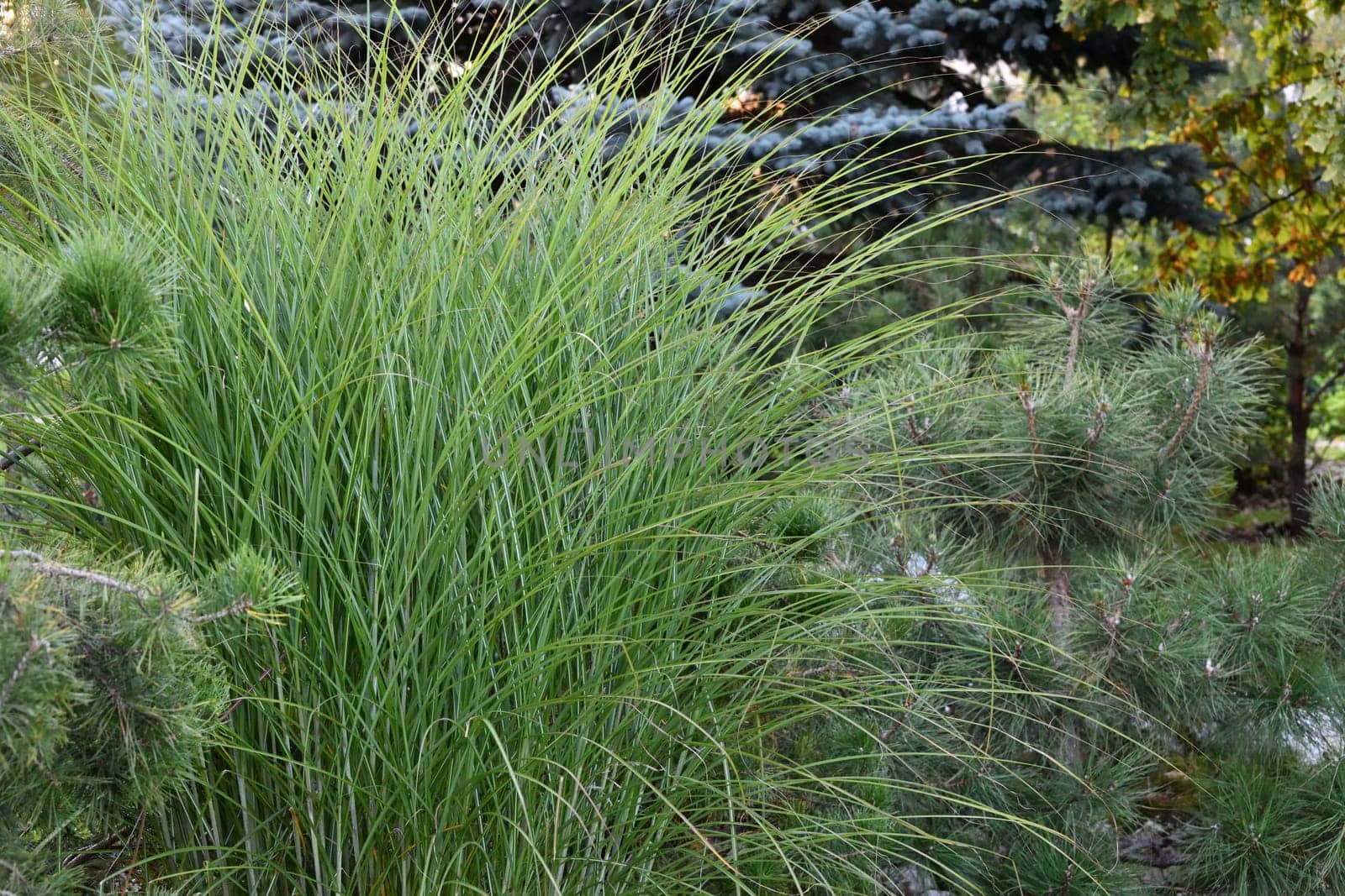 Ornamental grass and conifers in the landscape design