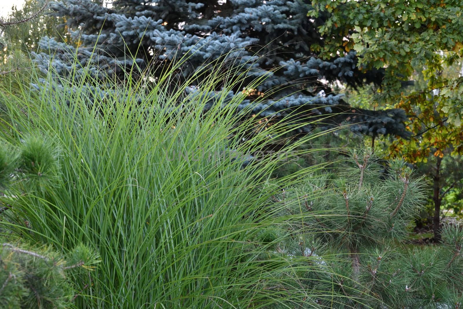 Ornamental grass and conifers in the landscape design