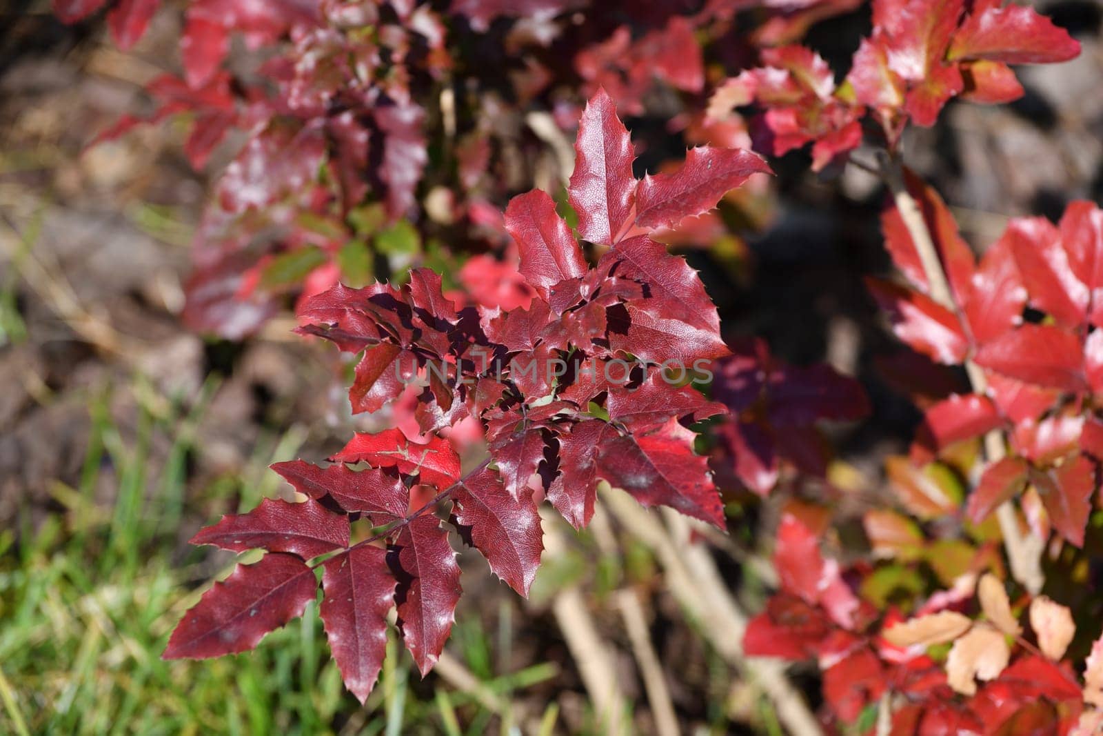 Mahonia aquifolia - Ornamental shrub with red leaves in autumn by olgavolodina