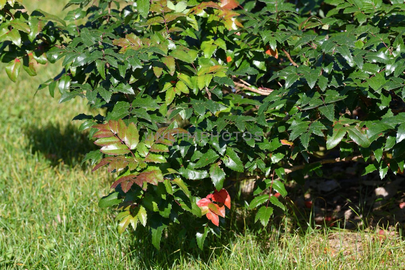 Mahonia aquifolia - Ornamental shrub with red and green leaves in autumn by olgavolodina