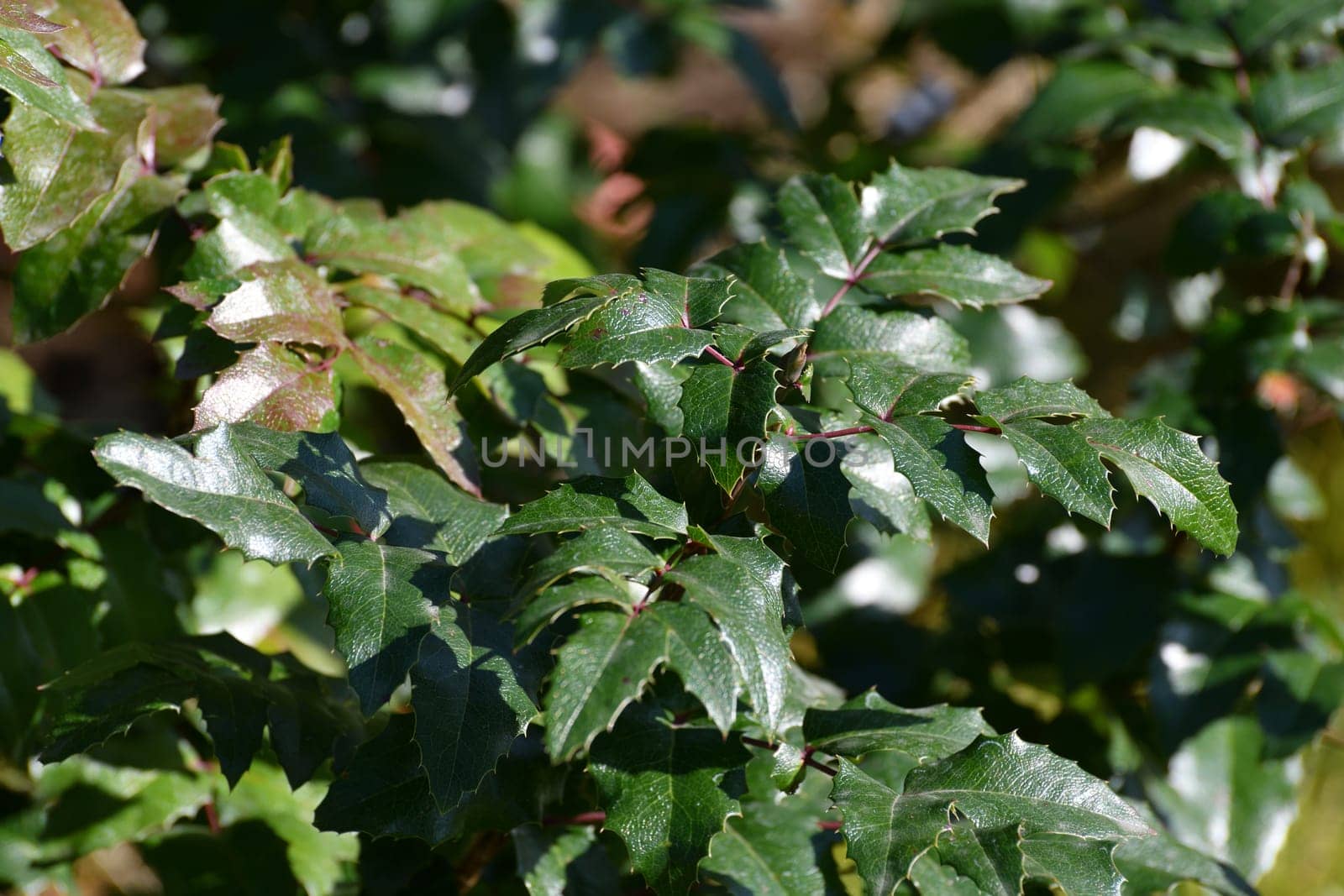 Mahonia aquifolia - Ornamental shrub with green leaves in autumn by olgavolodina