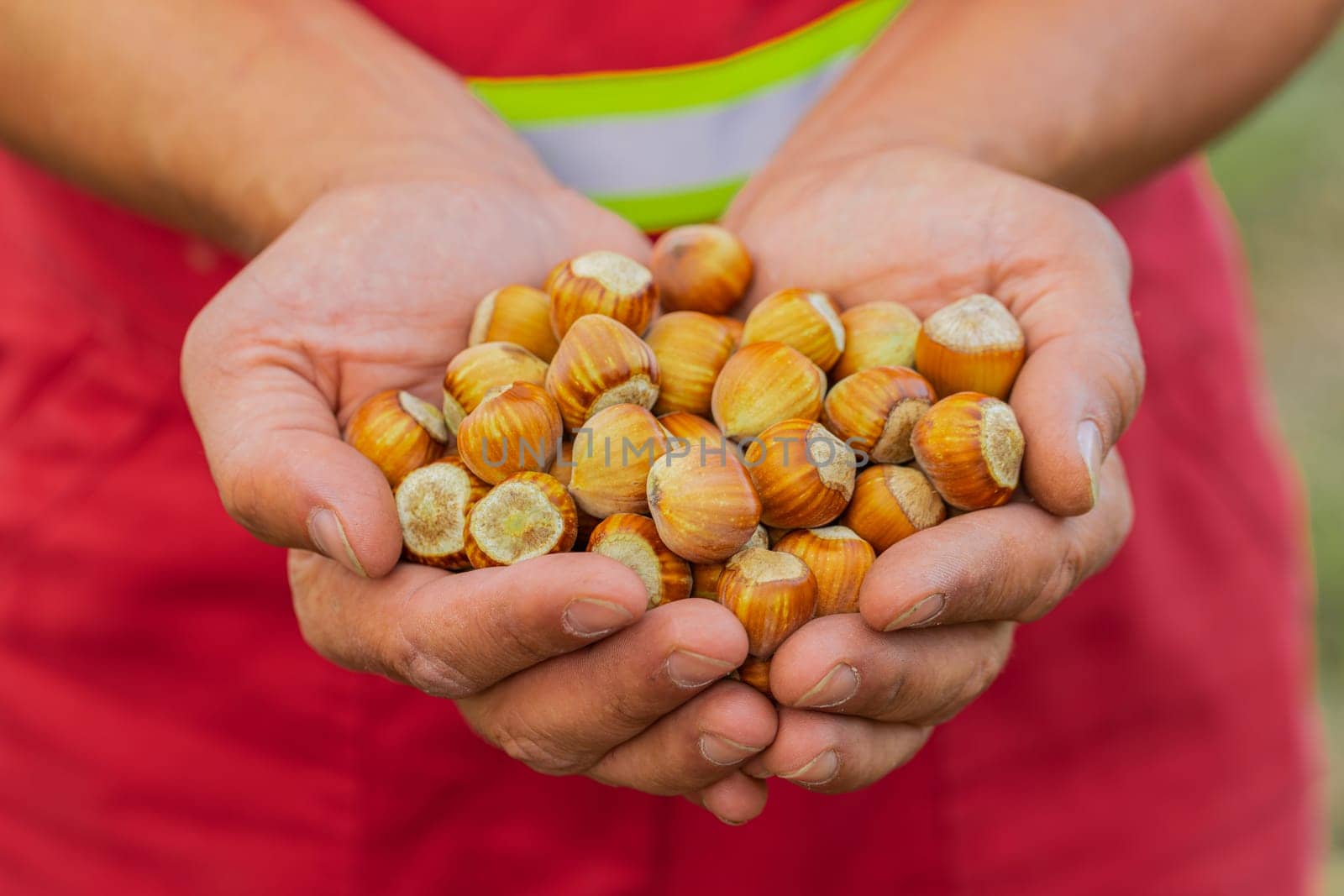 Close-up of man farmer shows pile of raw green unshelled hazelnuts in palm of hands in garden. Agronomist gardener in jumpsuit holds good harvest. Growing ripe hazel nuts. Healthy food, eco-friendly