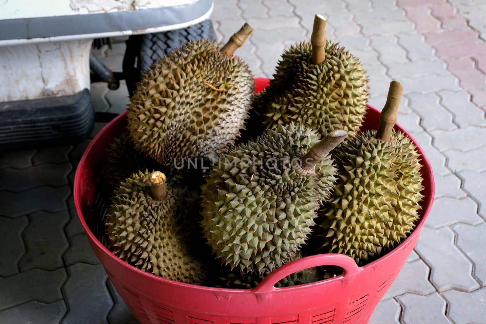 Mon Thong durian fruit in the red basket. Regarded by many people in southeast asia as the king of fruits.