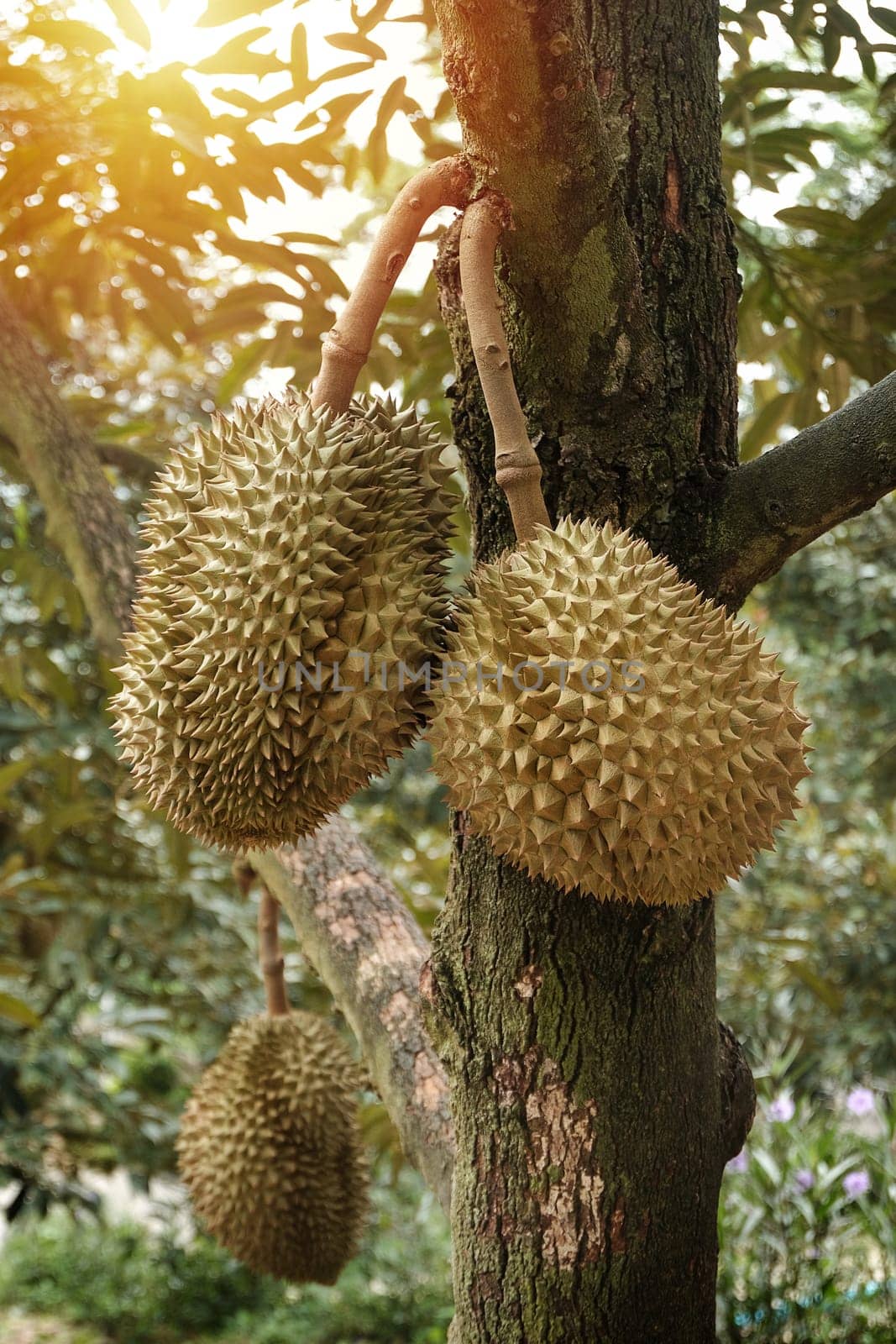 Durian fruits on durian tree by norgal
