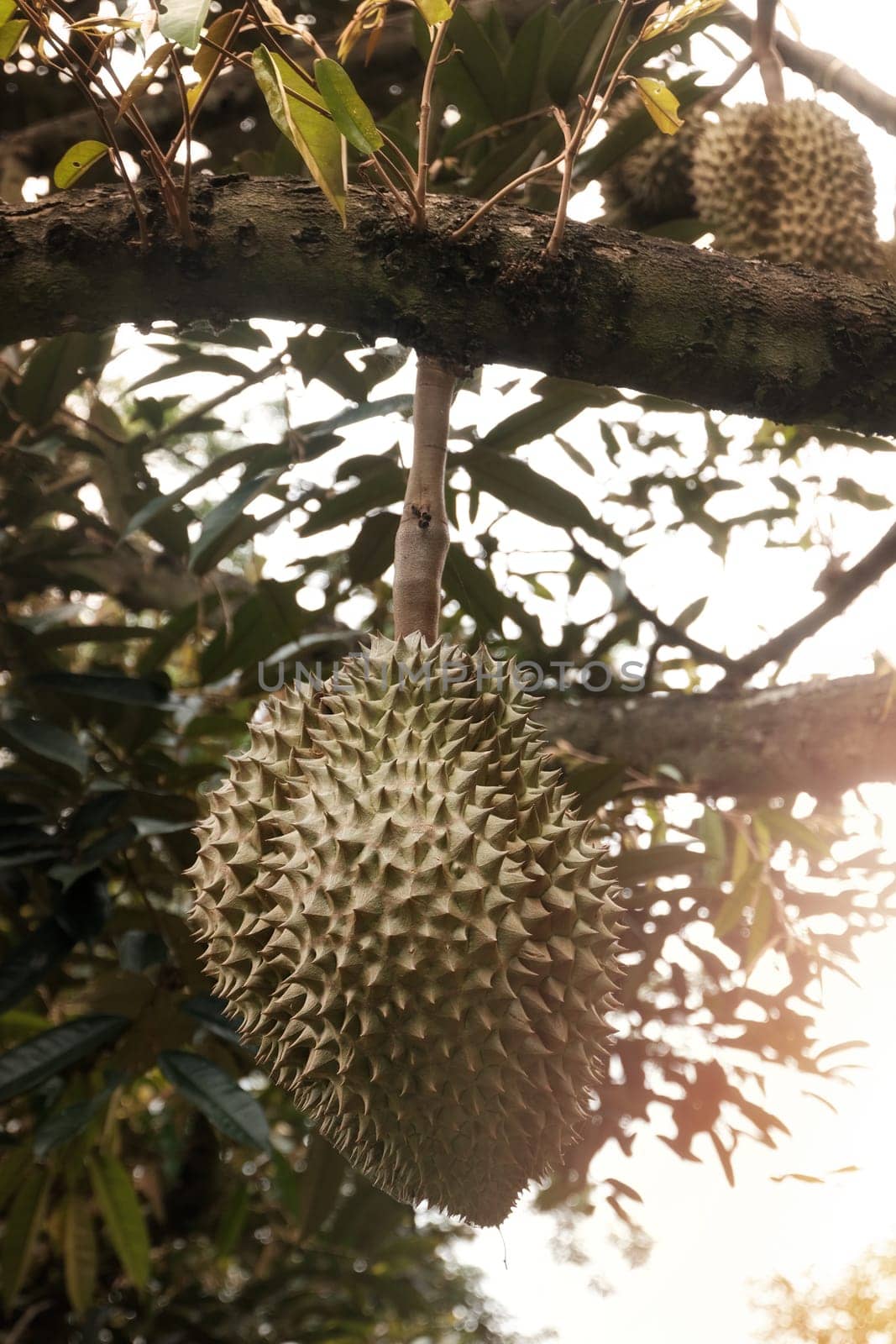 Durian fruits on durian tree by norgal