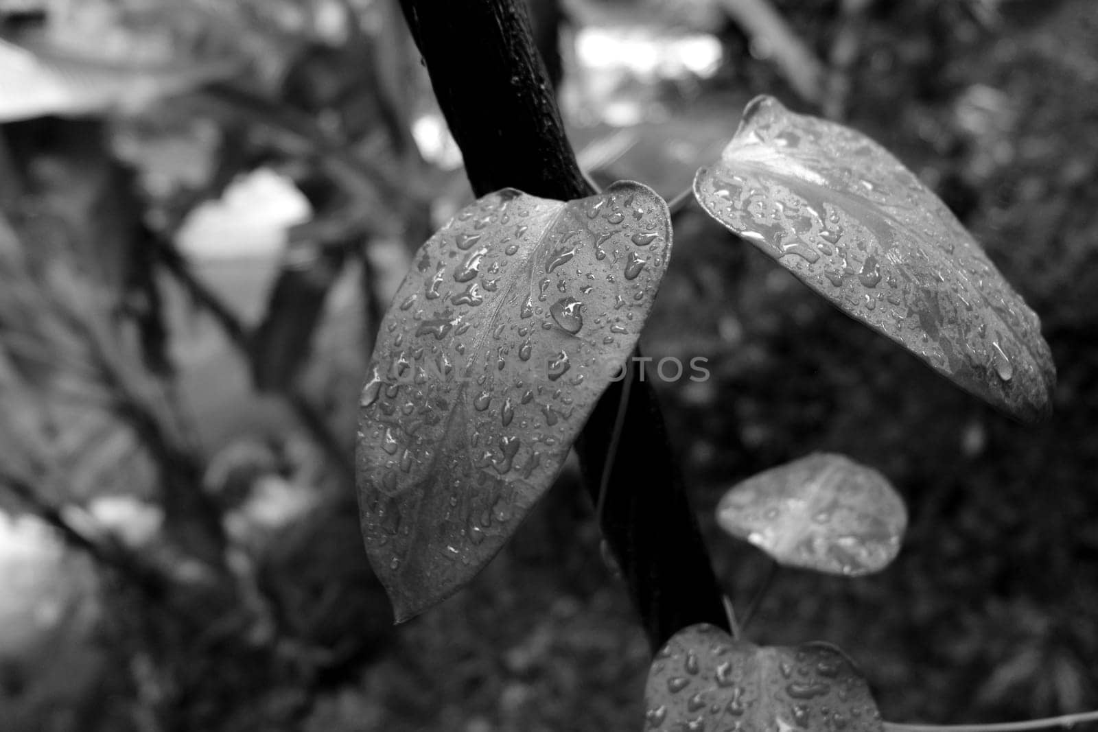closeup water drops on leaf in black and white