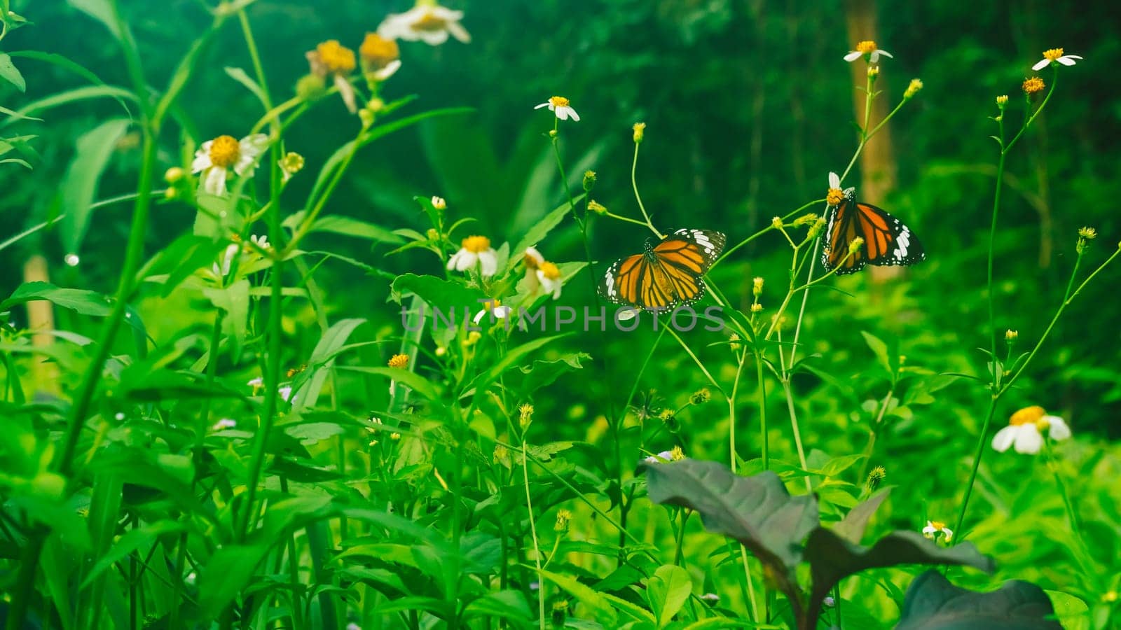 Summer mood background. Energy of Magic wild flora and fauna. Flowers, grass, butterflies.
