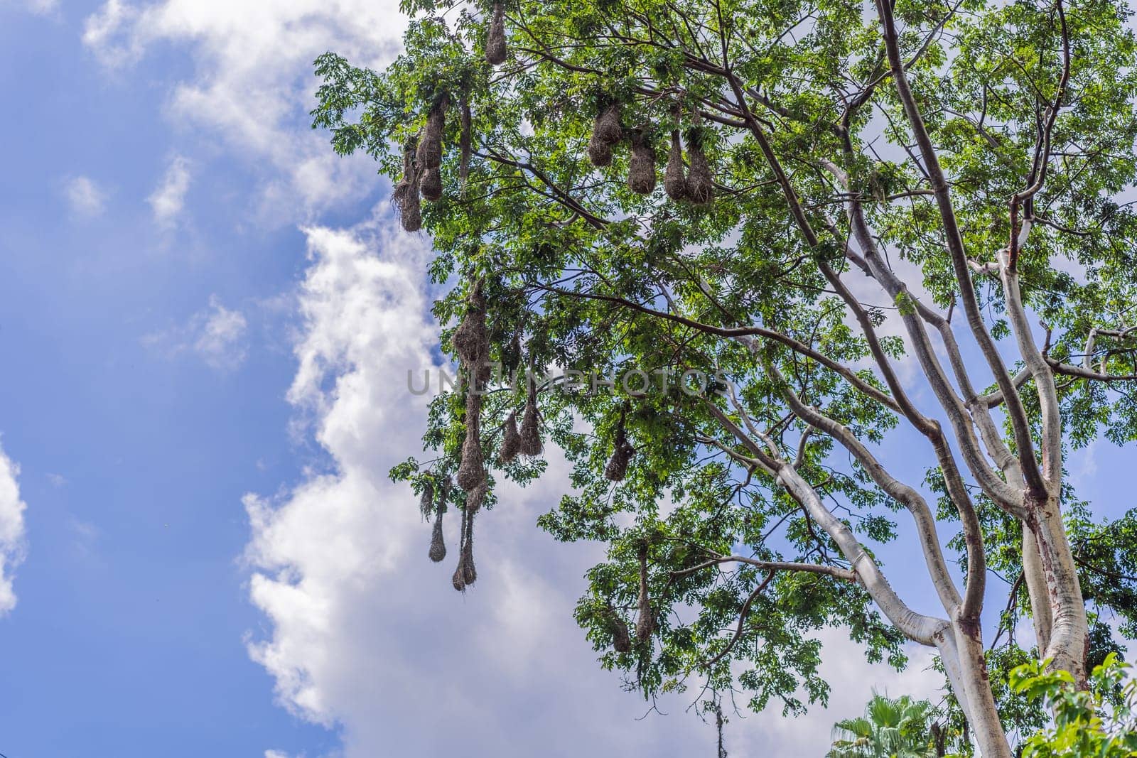 Bird nests of Montezuma Oropendola hanging from tree branches against a cloudy sky. Nature, wildlife, and habitat concept.