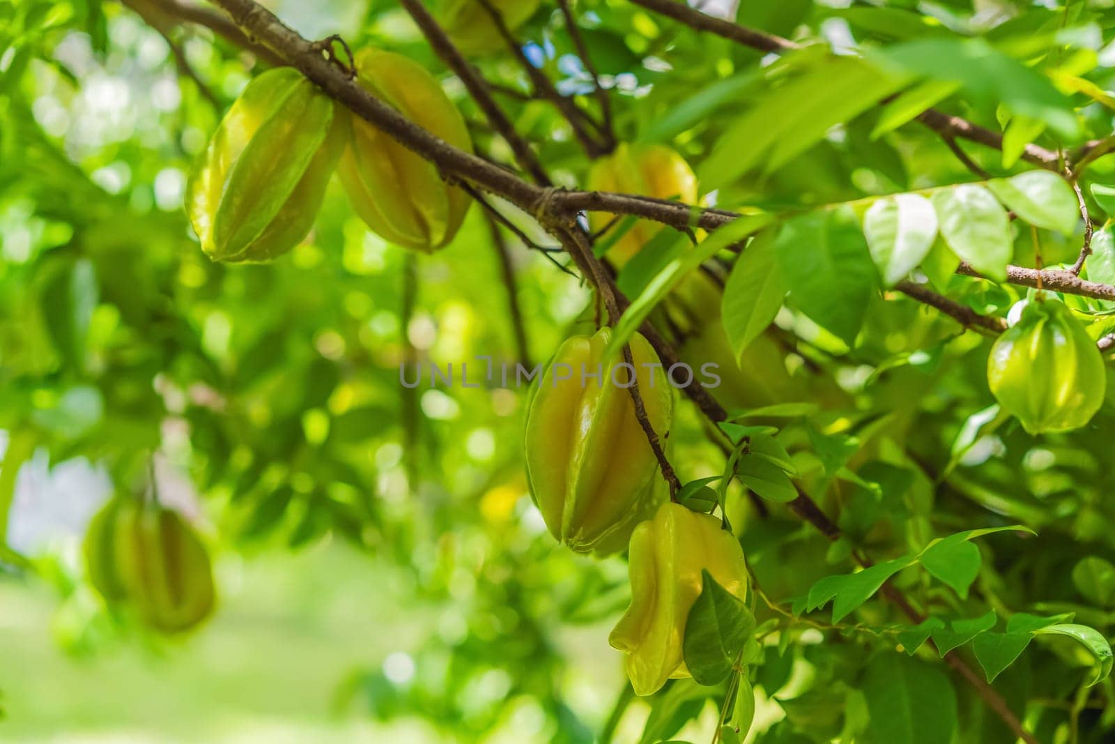 Carambola, also known as star fruit. Star fruits growing on a tree. Tropical nature, agriculture, and organic produce concept.