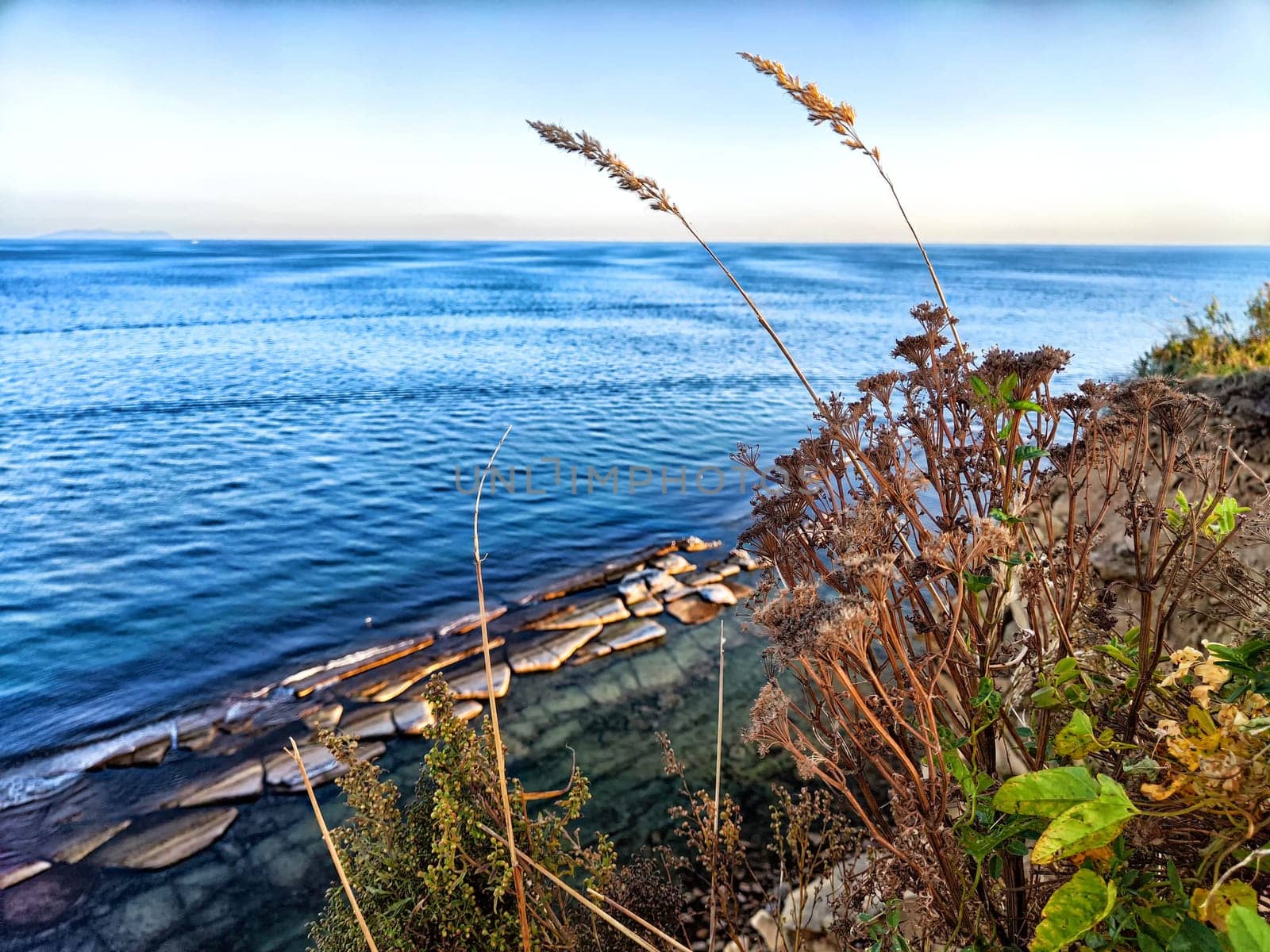 Sea grass sways gently beside calm waters as the sun sets on the horizon.