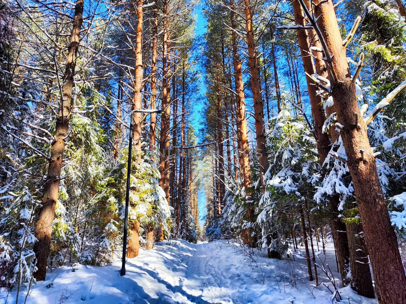 Snow-Covered Forest Path in Winter Sunshine. A serene, snow-laden trail winds through sunlit forest
