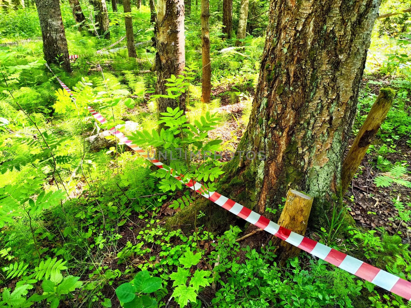 Red and white striped ribbon strung between trees in a forest, indicating a dangerous area. Mines, a minefield. War, military operations