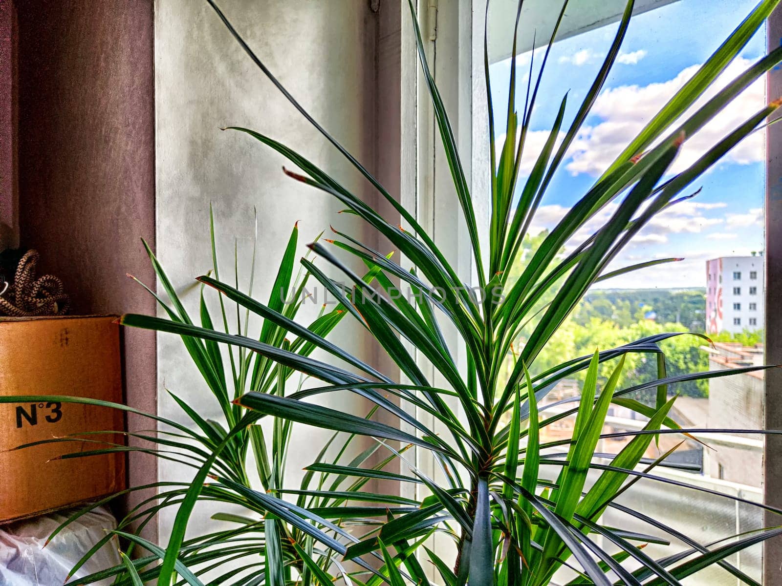 A vibrant dracaena plant is flourishing in a well-lit room, offering beautiful view of the city outside