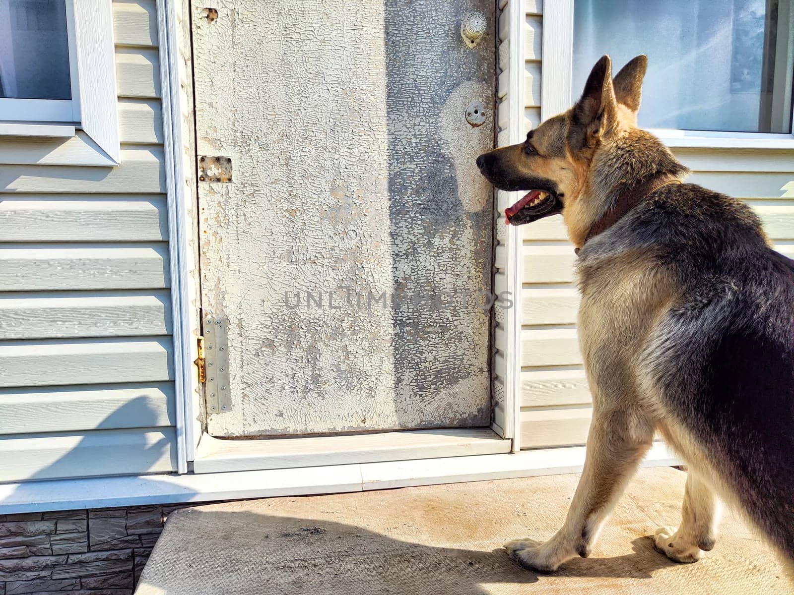 The German Shepherd stands alert by a faded door, eyes fixed ahead as it waits for its owner in a quiet neighborhood.