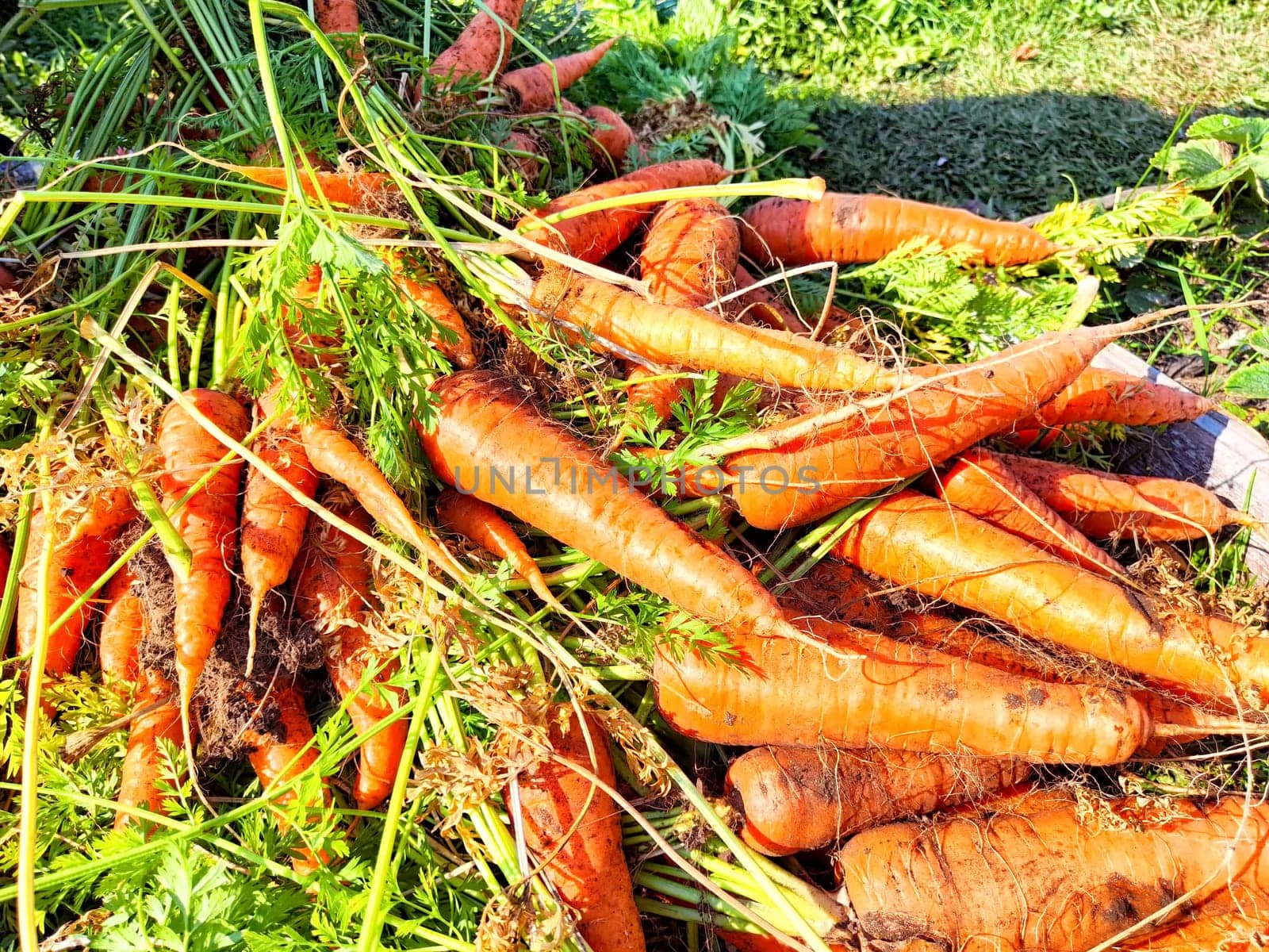 Freshly harvested carrots lie in bunches on the ground, surrounded by green foliage during the autumn season.