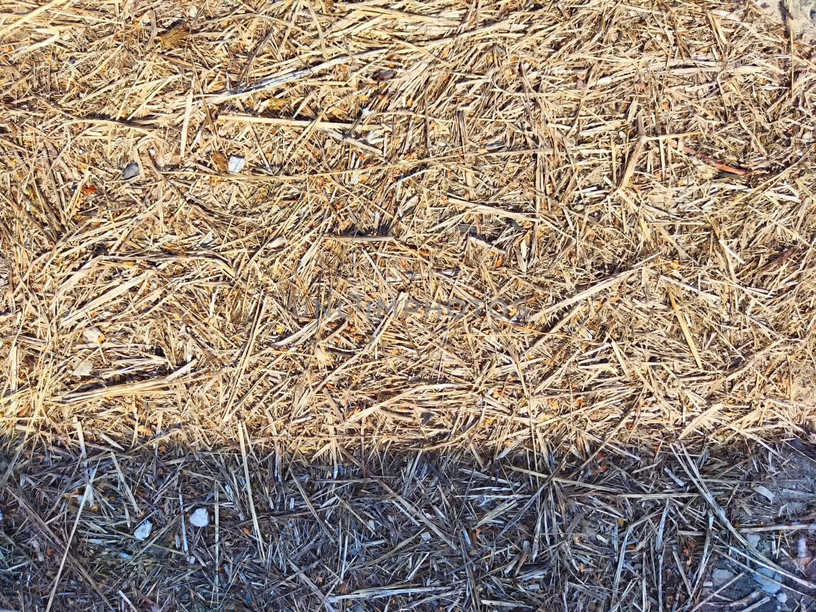 The surface of the ground is covered with dry straw, reflecting sunlight and showing a natural landscape.