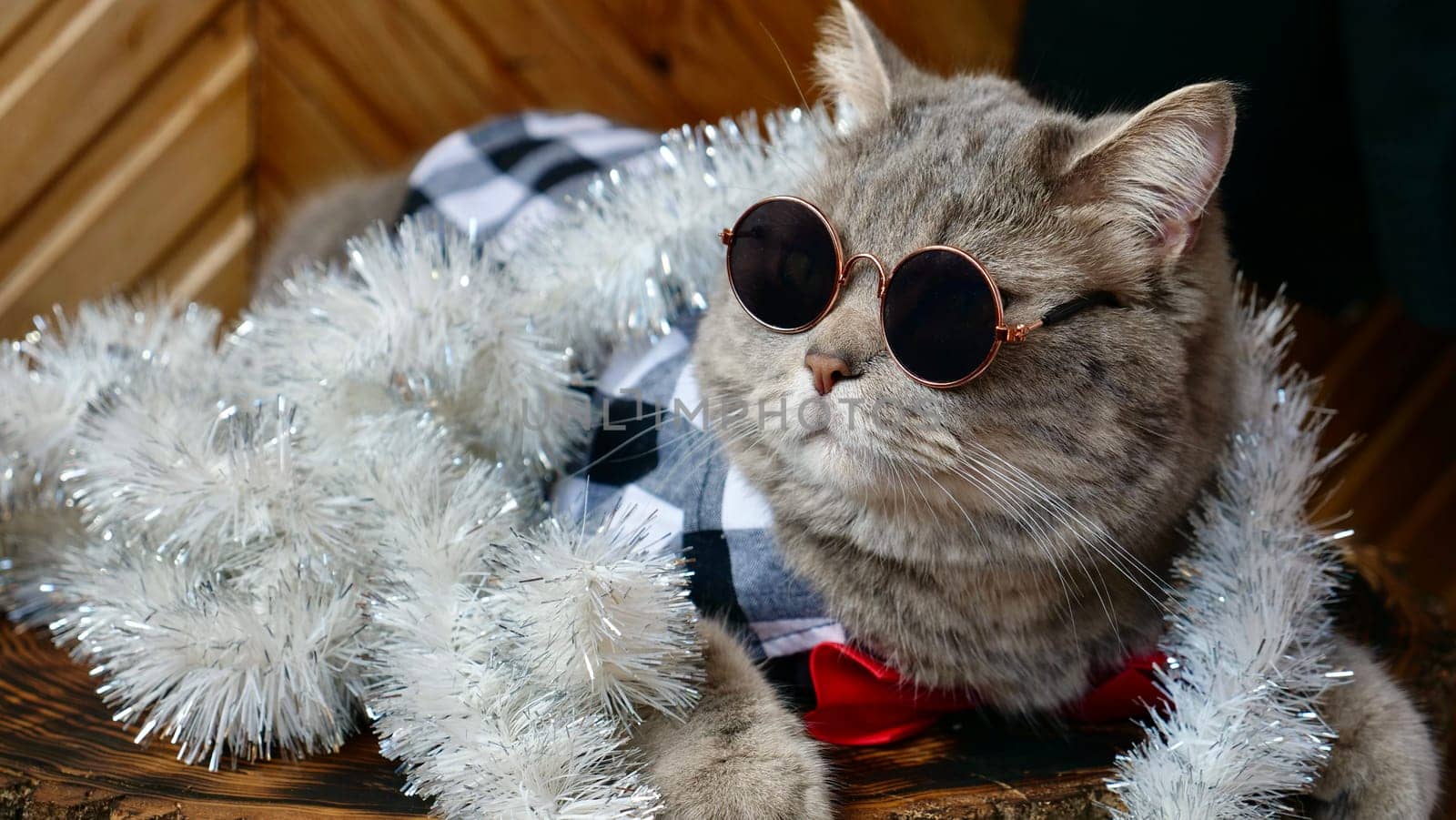 Scottish straight cat celebrates holiday eve Happy New Year 2025 and Merry Christmas. Pet in sunglasses is looking at the camera.