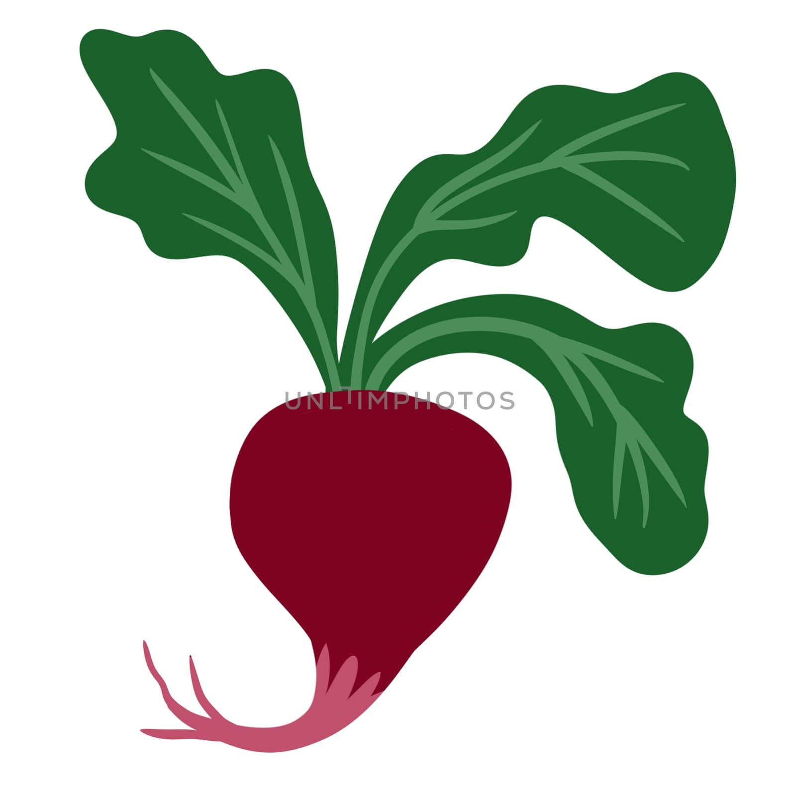 Hand drawn illustration of beetroot beet vegetable in minimalist flat style. Green leaves garden harvest vegetarian healthy diet, root veggie organic ripe produce, agriculture farmers market design