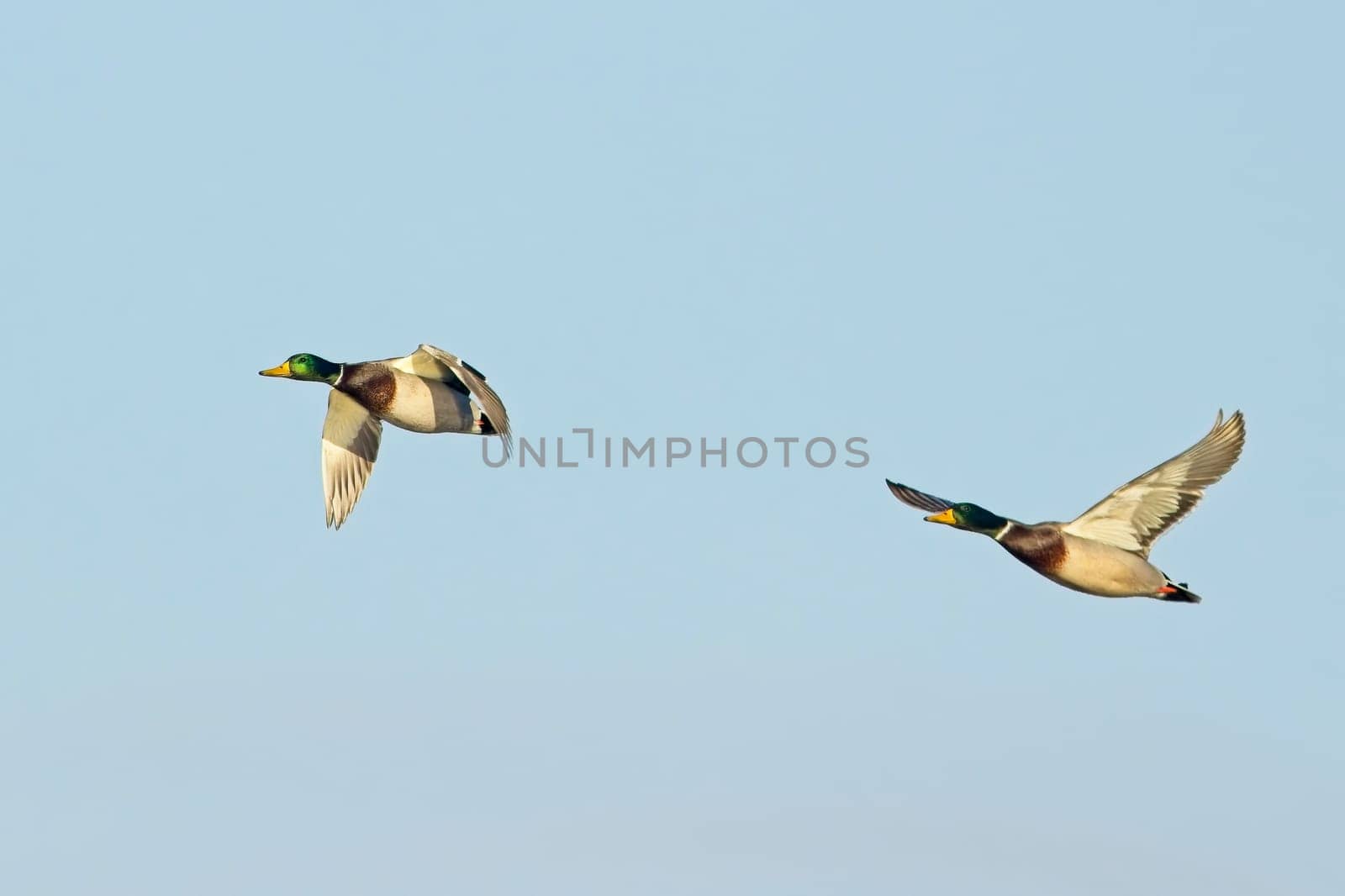 Two male mallard ducks flying together up in the blue sky near Liberty Lake, Washington.