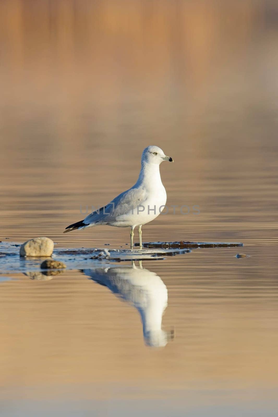 A common seagull stands at the edge of a pond casting its reflection in the calm water near Liberty Lake, Washington.