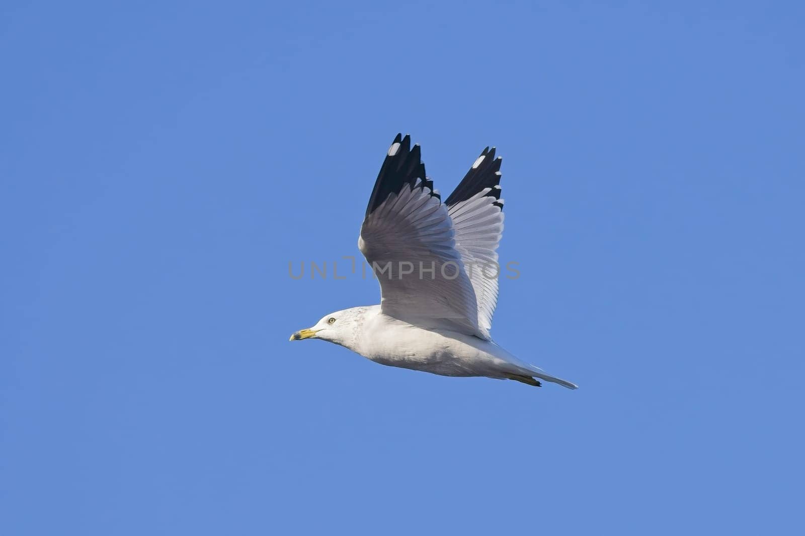 A common seagull soars up in the air against a blue sky near Liberty Lake, Washington