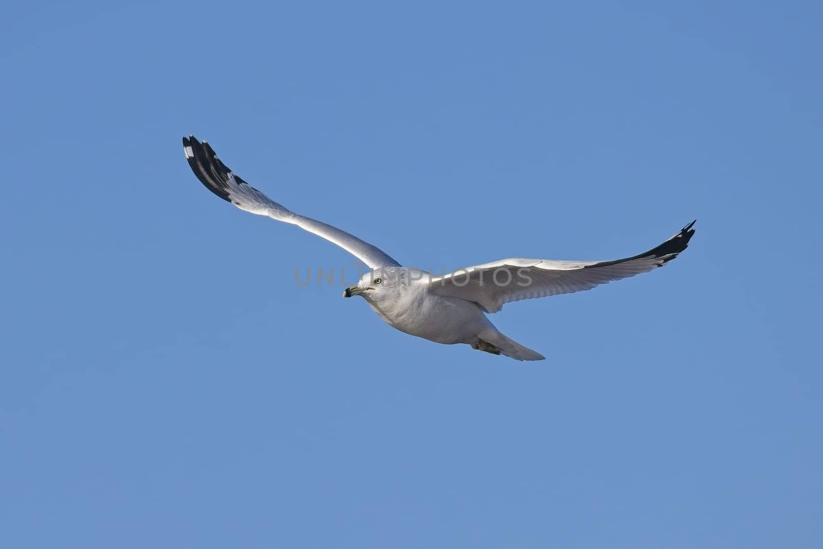A common seagull soars up in the air against a blue sky near Liberty Lake, Washington