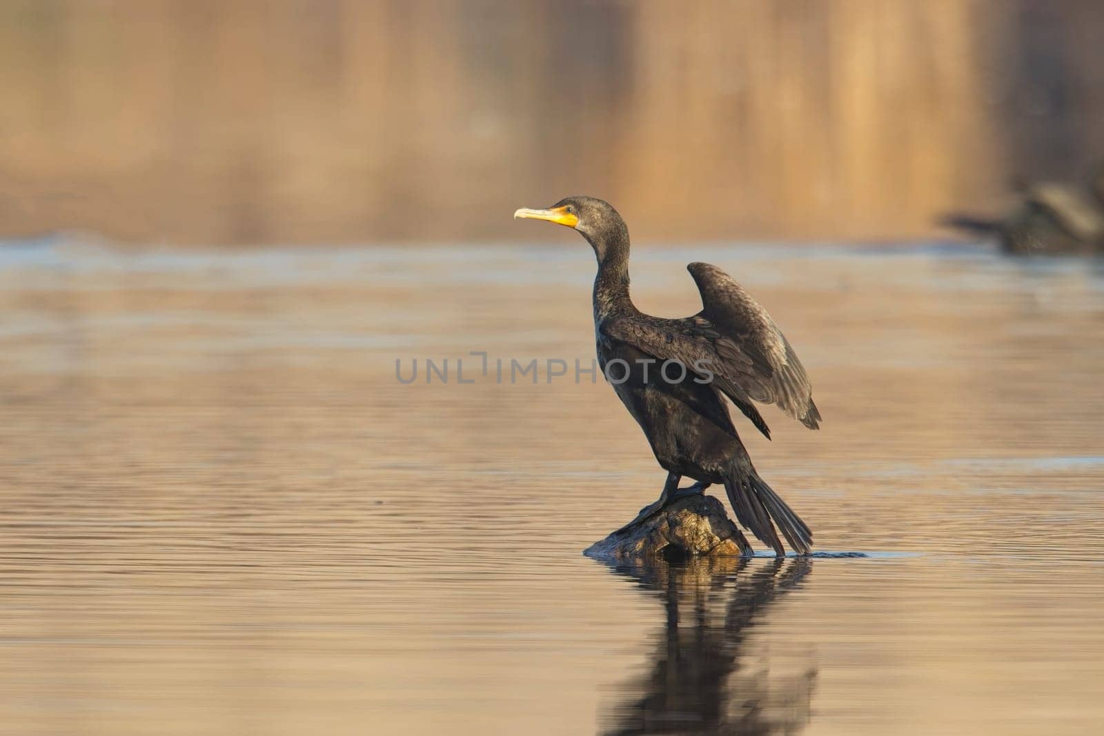 A double crested cormorant stands on a rock in the water spreading its wings near Liberty Lake, Washington.