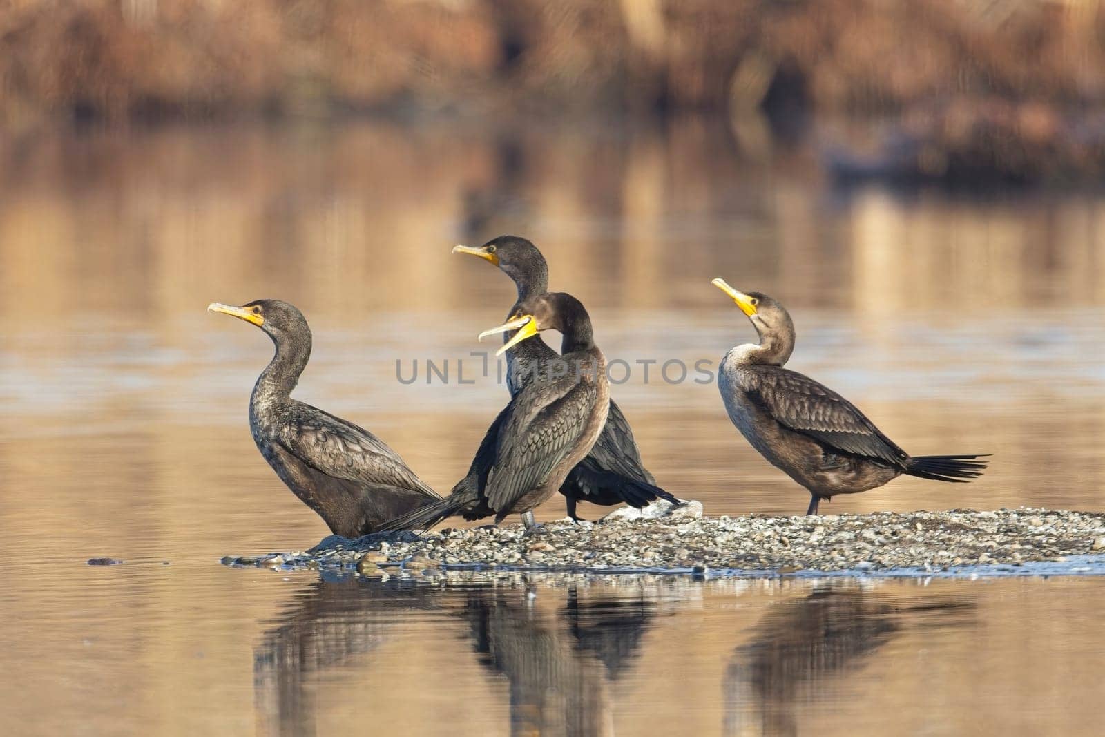 Four double crested cormorants standing on a small clump of land in a pond near Liberty Lake, Washington.