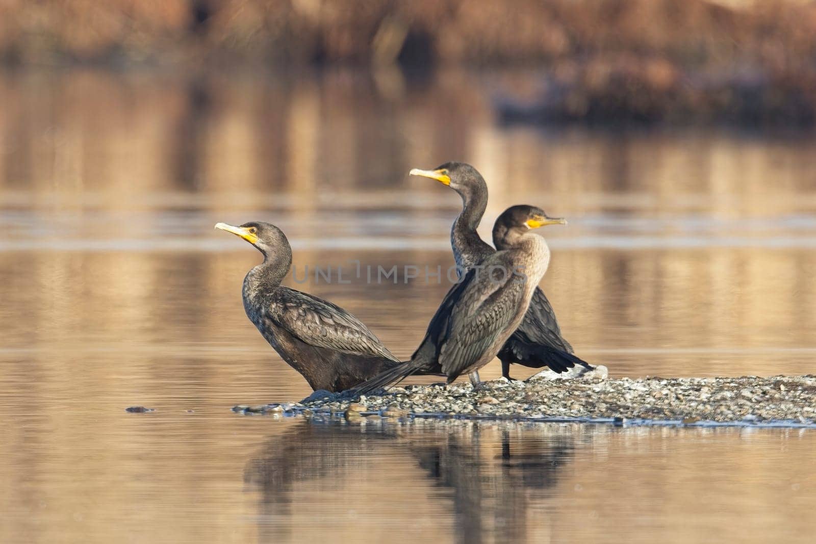 Three double crested cormorants facing opposite ways stand on a small clump of land in a pond near Liberty Lake, Washington.