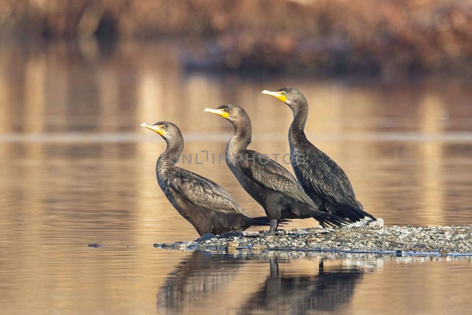 Three double crested cormorants facing the same way stand on a small section of land in a pond near Liberty Lake, Washington.