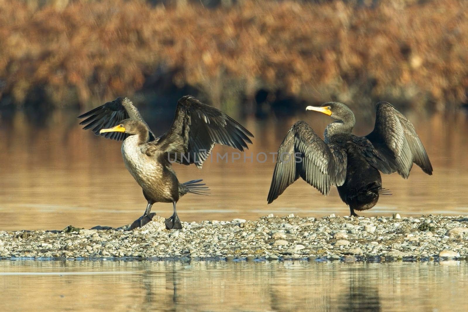 Two double crested cormorants stand on a section of land in a pond with their wings spread wide near Liberty Lake, Washington.