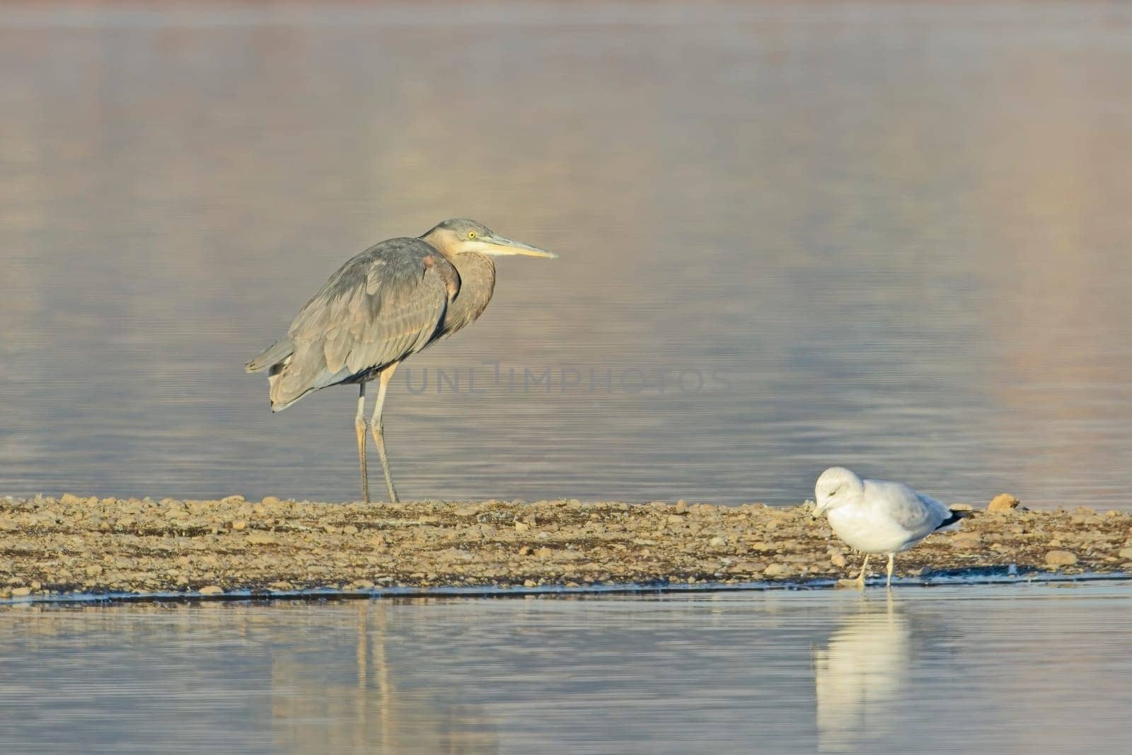 A portraiture of a great blue heron standing on a section of land by a calm lake near Liberty Lake, Washington