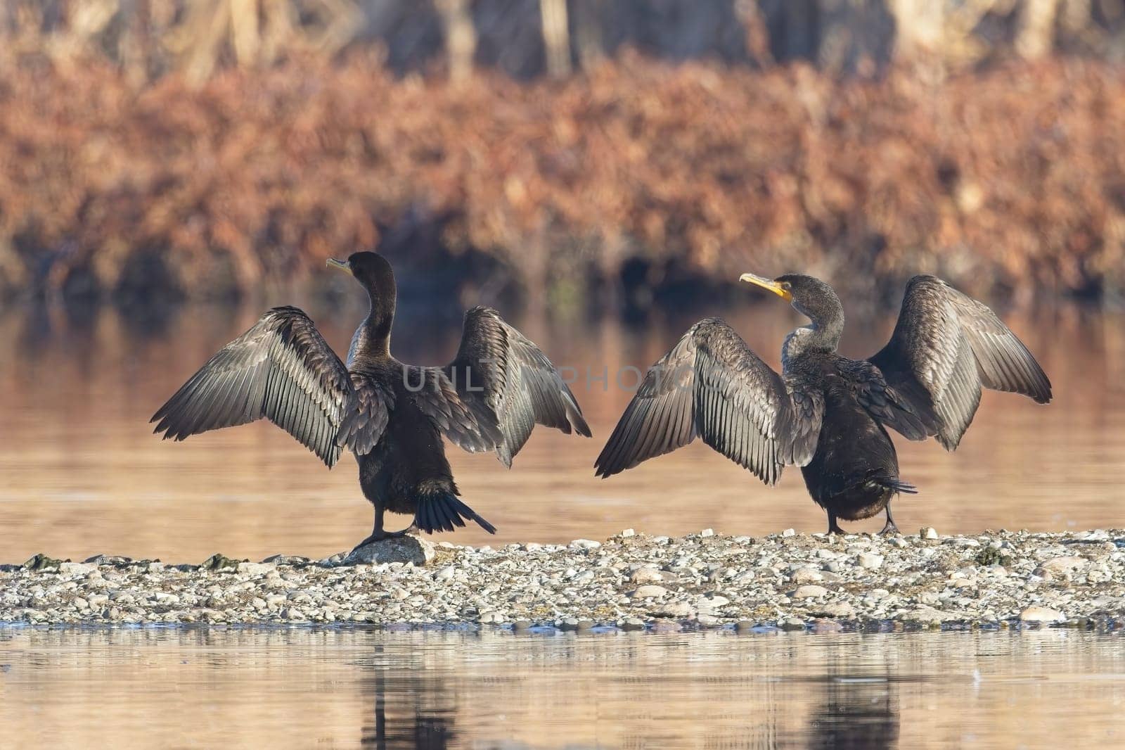 Two double crested cormorants stand on a section of land in a pond with their wings spread wide near Liberty Lake, Washington.