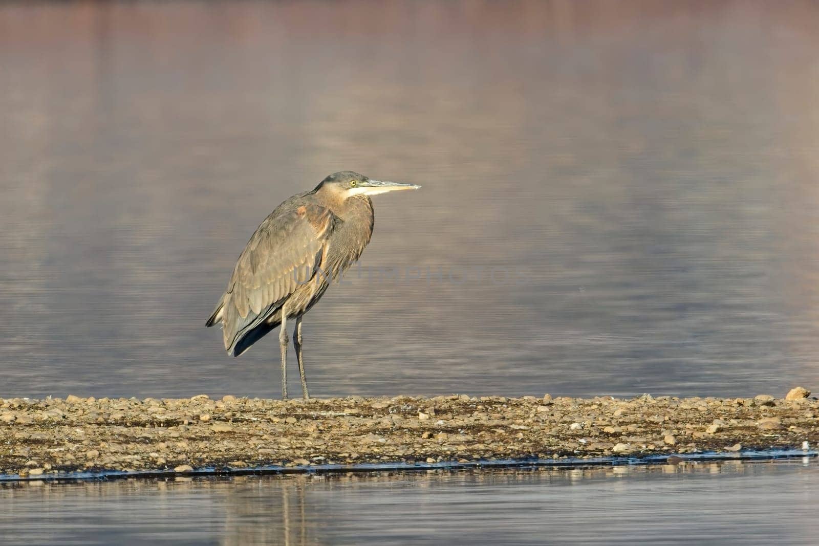 A portraiture of a great blue heron standing on a section of land by a calm lake near Liberty Lake, Washington
