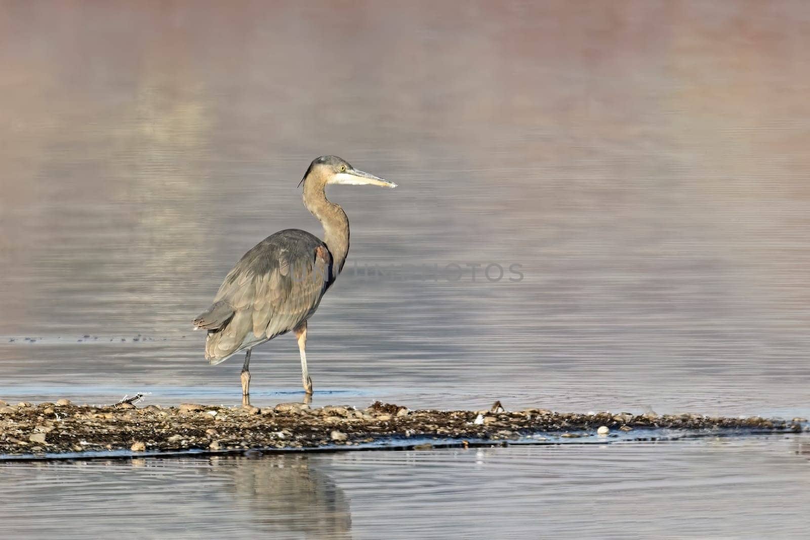 A portraiture of a great blue heron standing on a section of land by a calm lake near Liberty Lake, Washington