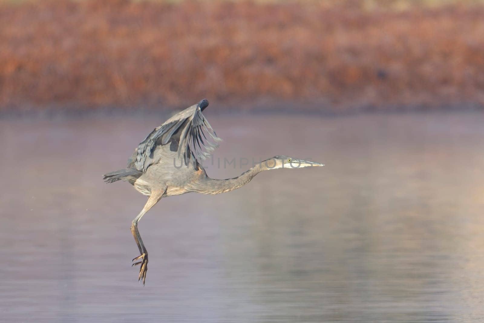 A large great blue heron flies low above a small pond near Liberty Lake, Washington.
