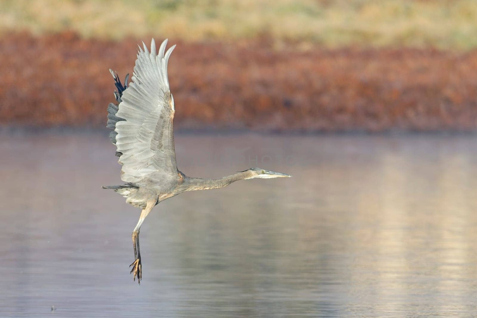 A large great blue heron flies low above a small pond near Liberty Lake, Washington.