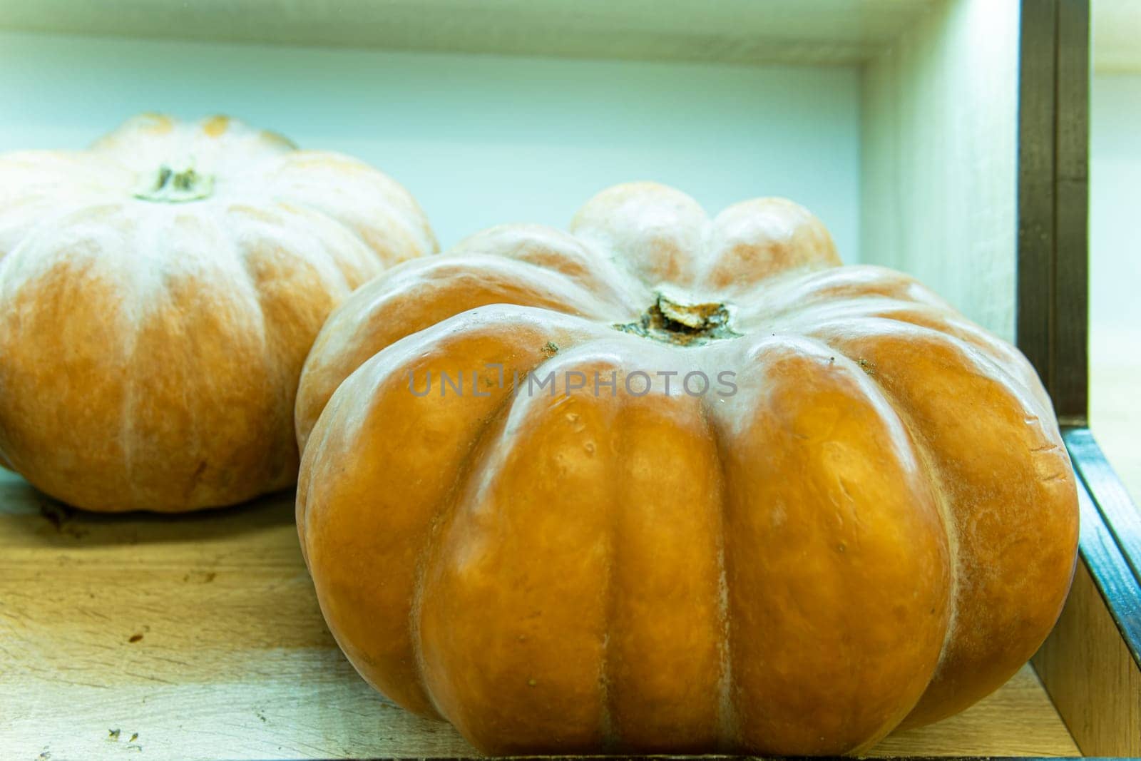 orange farm decoration food agriculture holiday october market harvest halloween