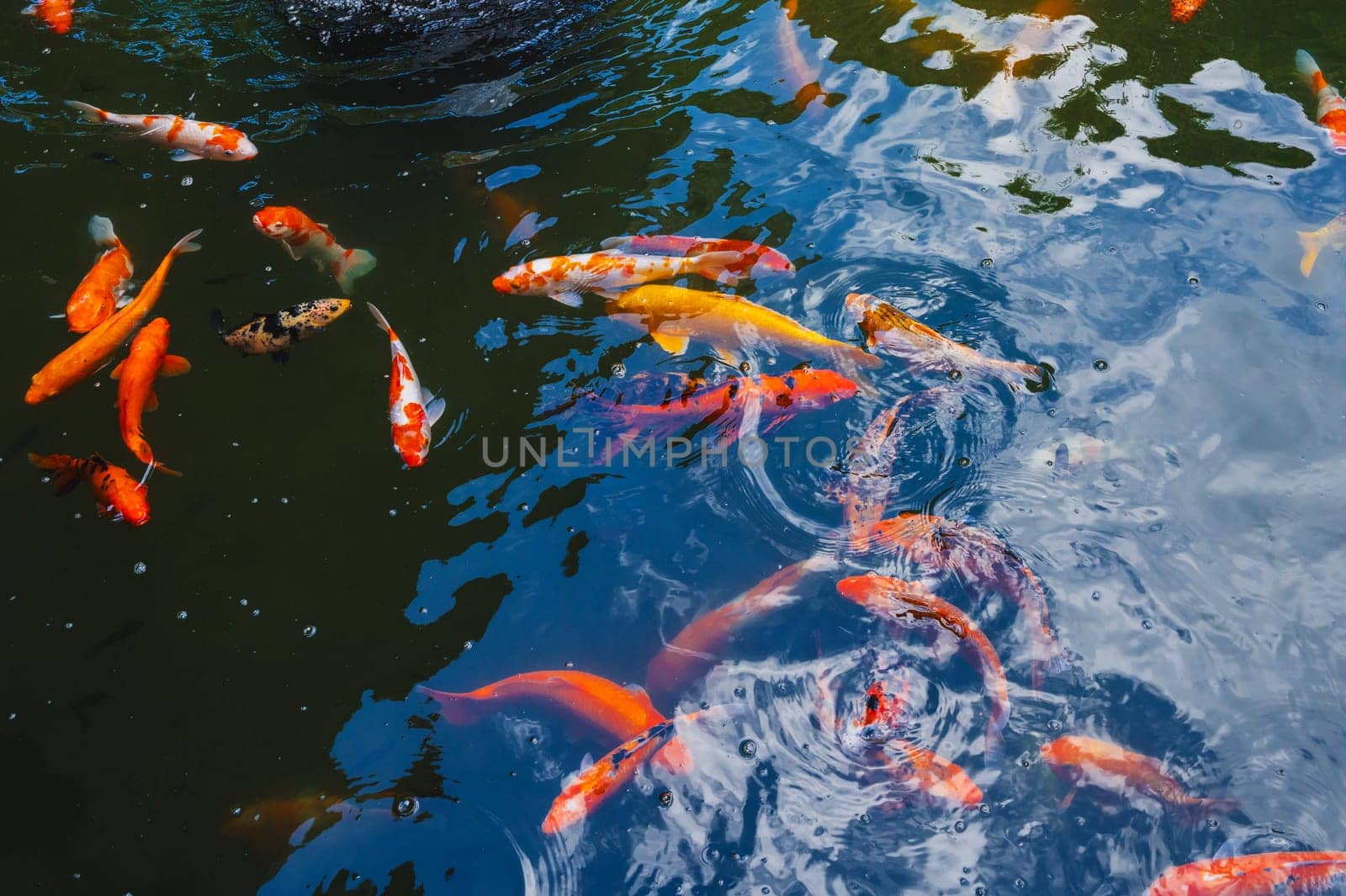Colorful Japanese carp or Koi fishes swim in a pond at a pagoda in Asia