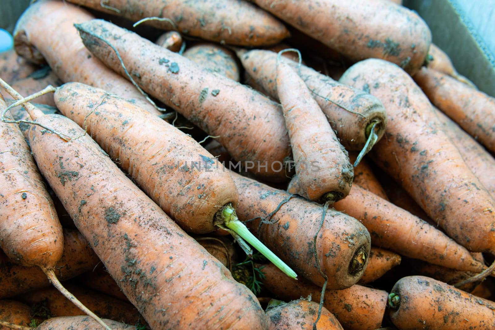 healthy fresh background food orange vegetable nutrition carrot vegetarian raw harvest agriculture