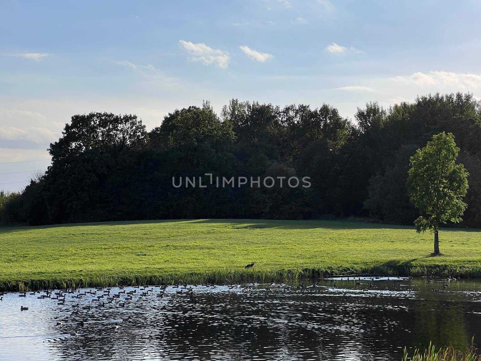 Green trees by the lake on a sunny day, with clouds on the sky. High quality photo