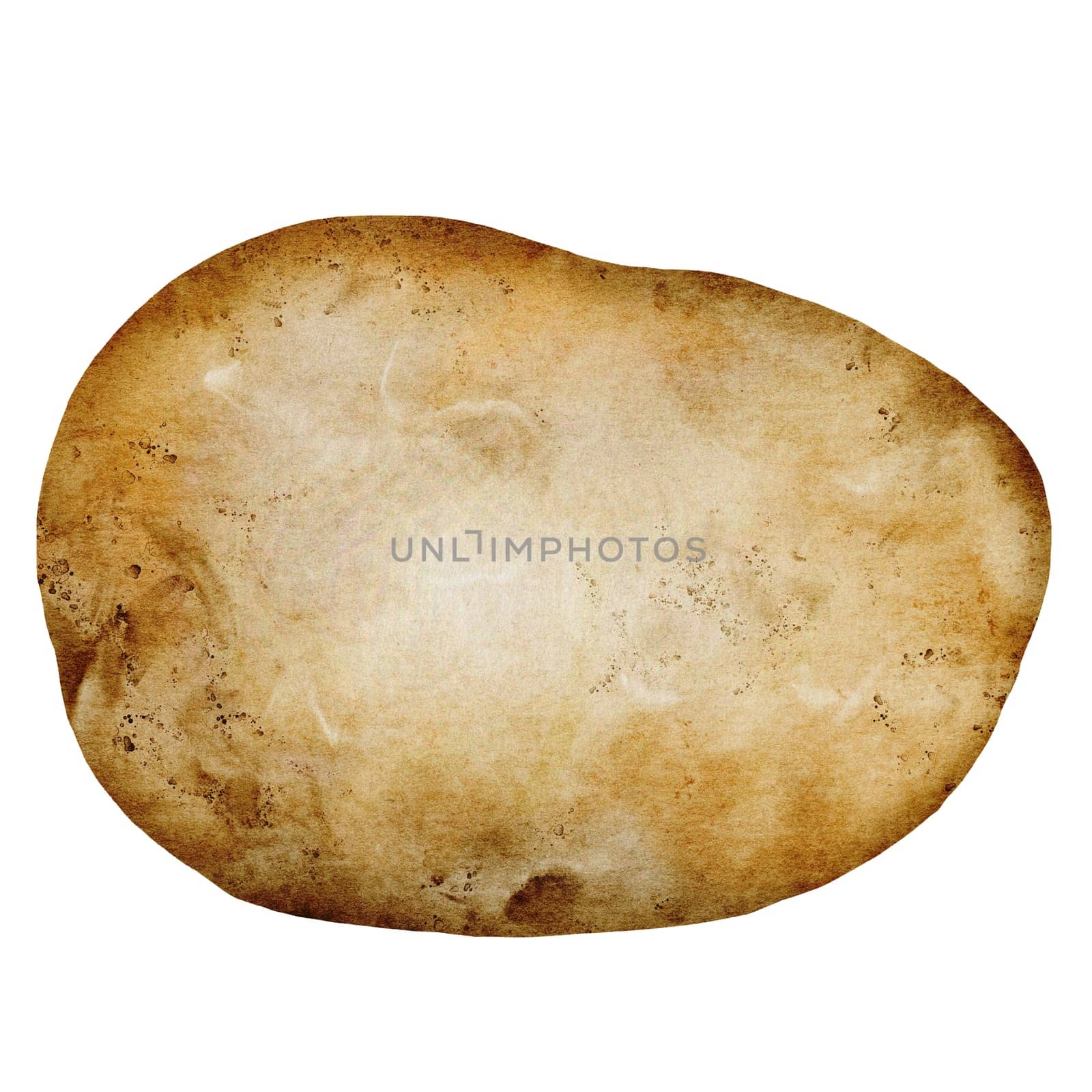 Potato watercolor. Ripe vegetable hand drawn on white isolated background. Organic farm product. Ideal for potato product label, tags and posters. High quality illustration