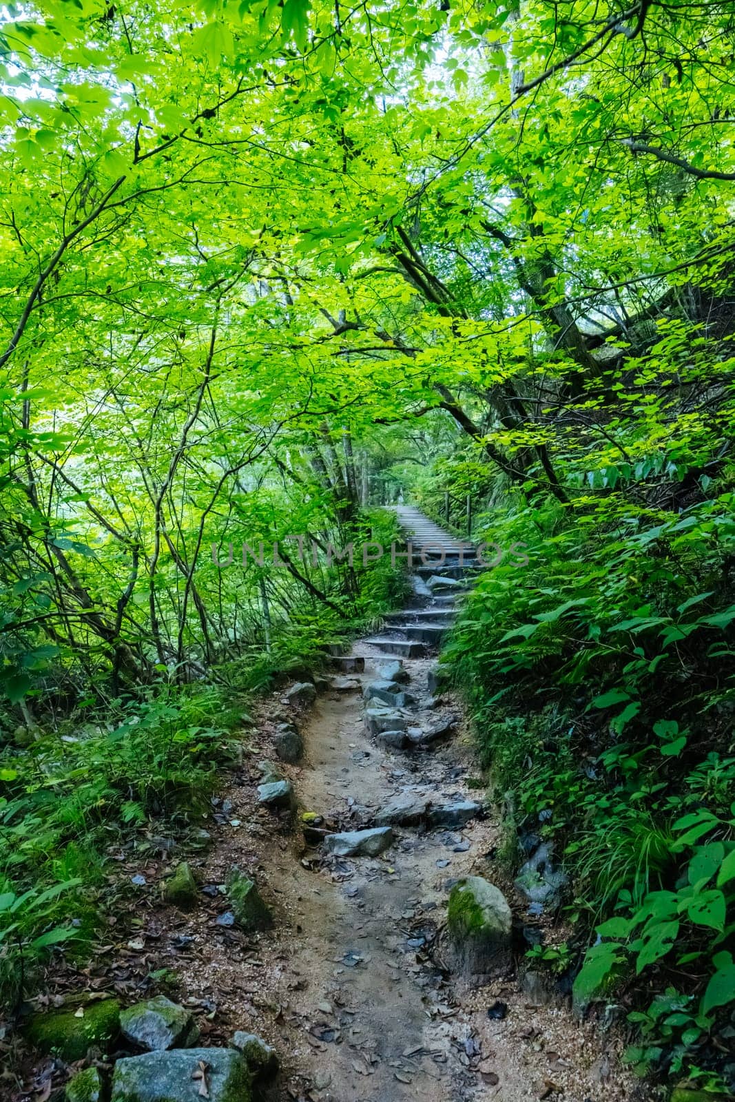 Hiking path landscape on the famous Magome-Tsumago Trail as part of the Nakasendo Way between Magome and Tsumago in Gifu Prefecture, Japan