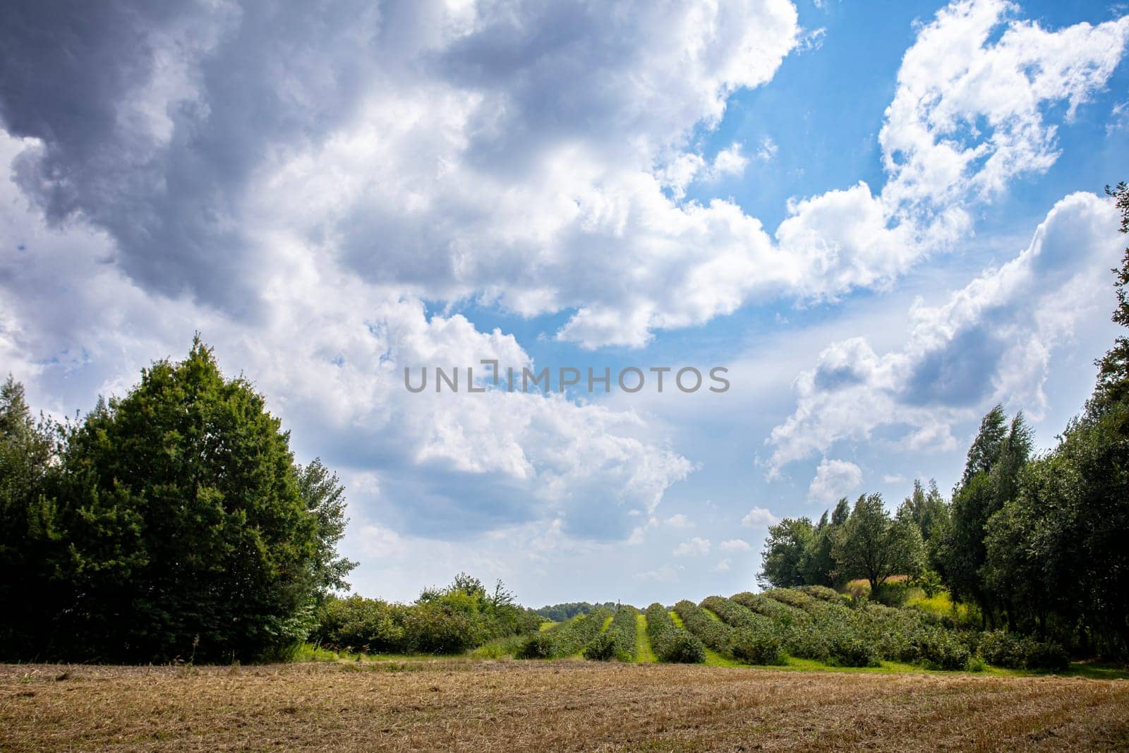 This is a peaceful scene featuring lush greenery and striking, dramatic clouds, making it ideal for nature themes