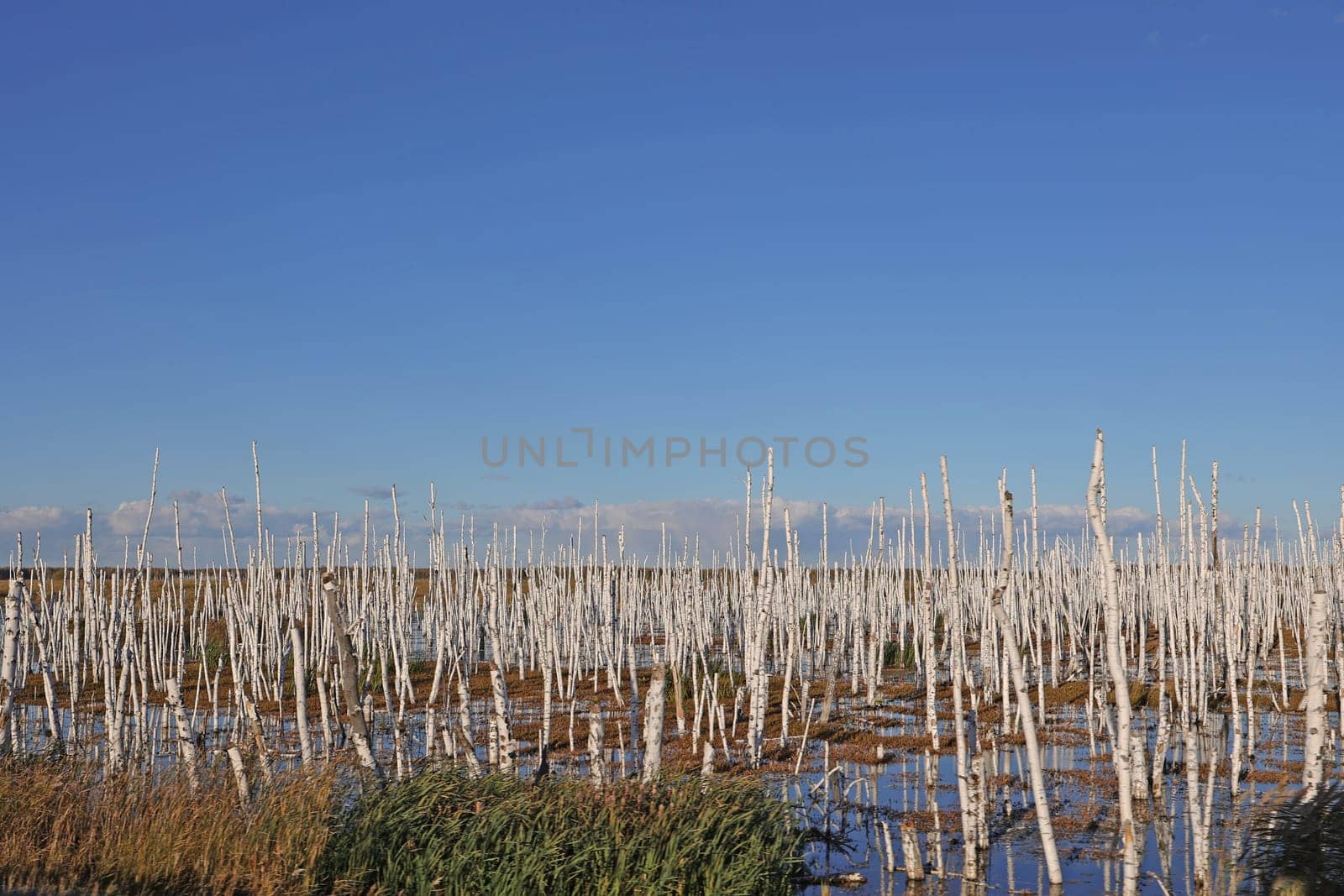 Multiple Dead Broken Birch Trunks. Dead Forest due to the high occurrence of oil reservoirs