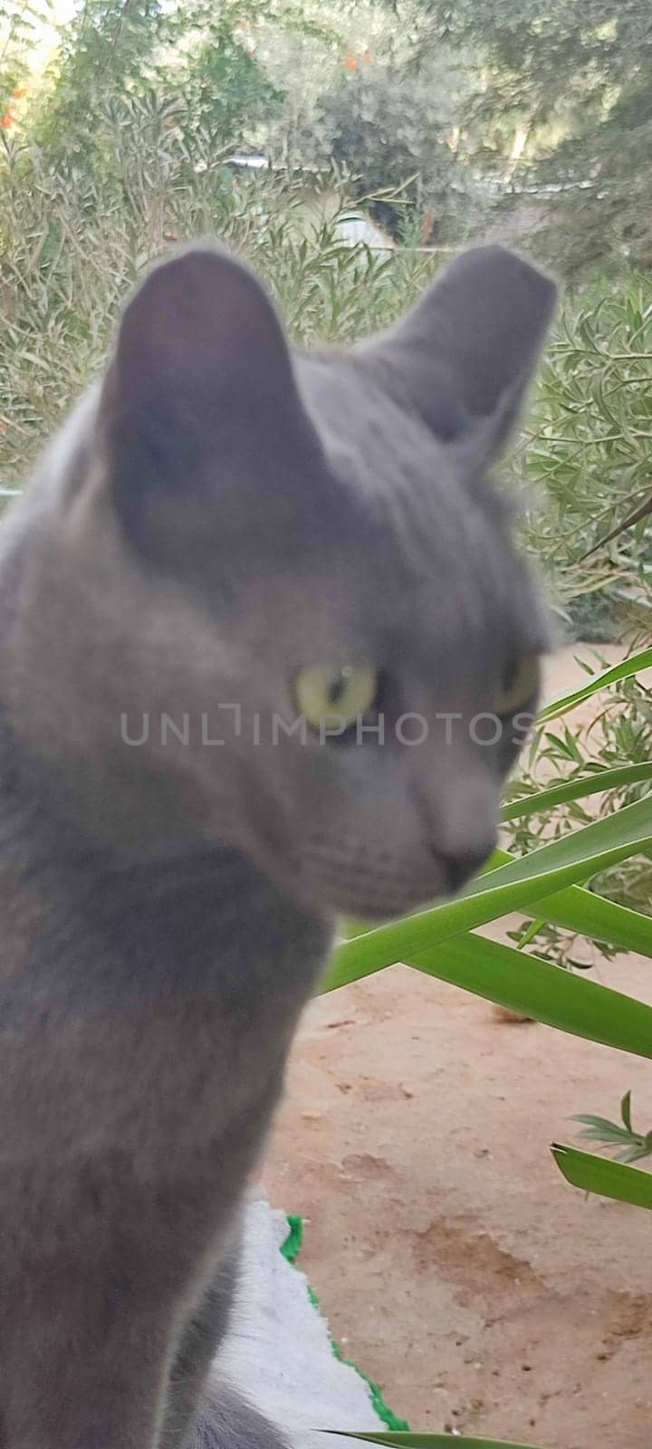 gray cat, domestic animal, animals pet, portrait, nature street outside, breed. High quality photo