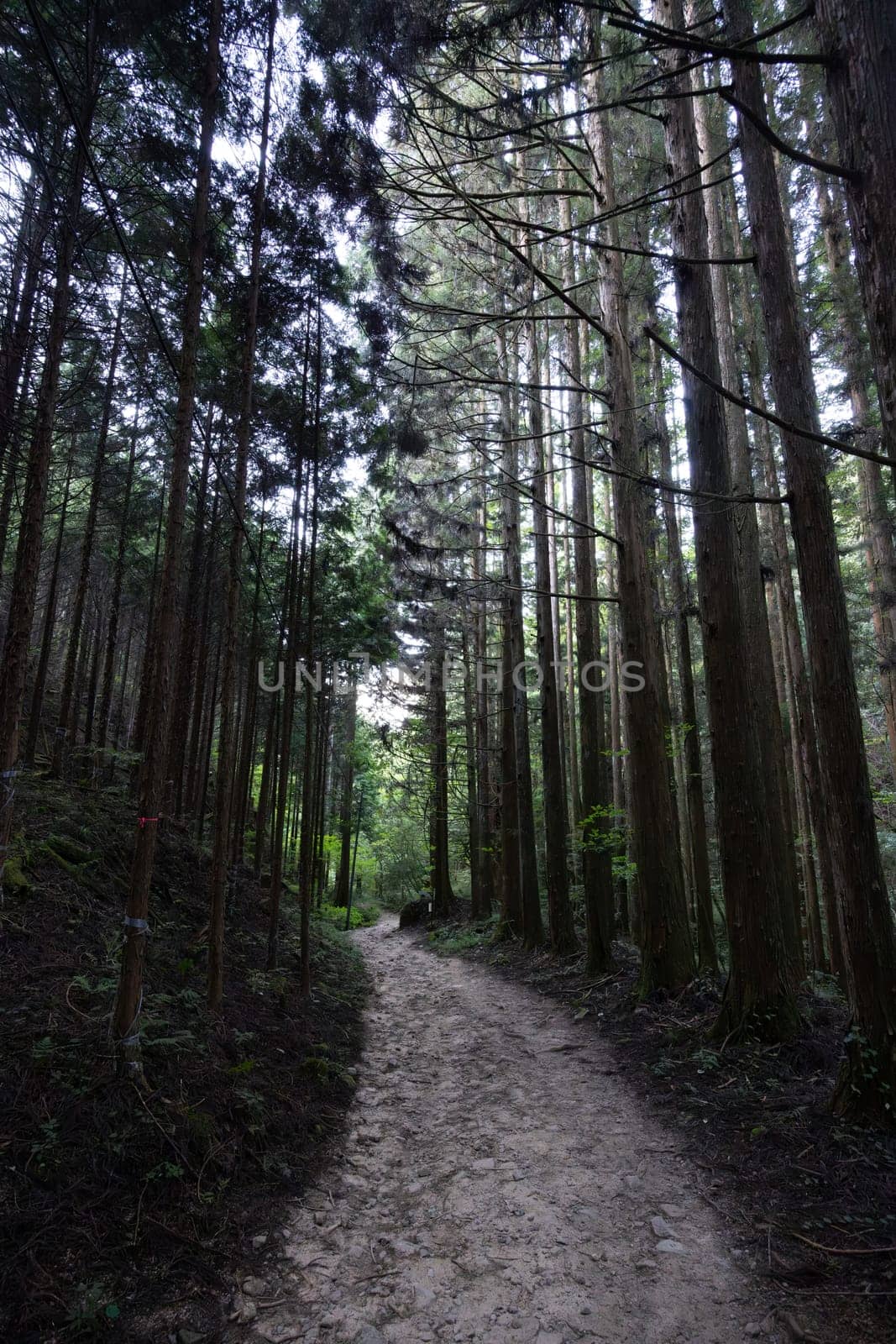 Hiking path landscape on the famous Magome-Tsumago Trail as part of the Nakasendo Way between Magome and Tsumago in Gifu Prefecture, Japan