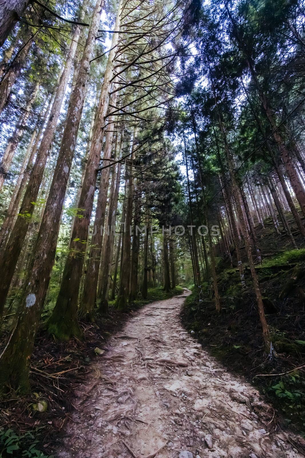 Hiking path landscape on the famous Magome-Tsumago Trail as part of the Nakasendo Way between Magome and Tsumago in Gifu Prefecture, Japan